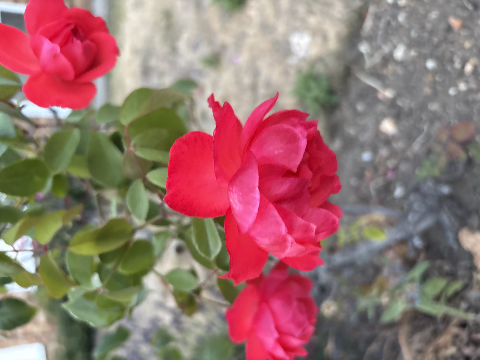 The image is a close-up, vertically oriented photograph of three vibrant red roses in bloom. The roses are the primary subjects, with the largest and most in-focus rose dominating the center-right of the frame. Its petals are layered and slightly unfurled, displaying a rich, deep red hue. To the upper left, another rose is visible, also in focus, with its petals tightly closed, appearing as a budding rose. A third, smaller rose is situated at the bottom of the frame, partially obscured and less in focus than the others.
Surrounding the roses are lush, green leaves, suggesting a garden setting. The leaves are a healthy green and provide a natural backdrop for the blossoms. The background is softly blurred, revealing hints of soil and ground cover, with some out-of-focus pebbles and vegetation. The overall impression is one of natural beauty and the peak of flowering season.
The lighting appears to be natural daylight, possibly mid-morning or afternoon, given the clarity and vibrancy of the colors without harsh shadows. There are no people or explicit objects other than the roses and foliage. The setting is clearly outdoors, in a garden or natural environment. No text is visible in the image. The focus is entirely on the aesthetic appeal of the blooming roses.