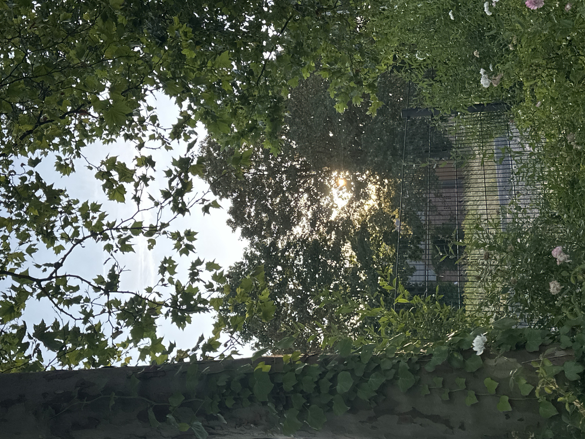 The image depicts a section of a fenced area, likely in a park or garden setting, in Krefeld, Germany. The foreground is dominated by the textured bark of a large tree on the left, partially covered in ivy. To the right of the tree, a dense growth of green bushes and some small white and pink flowers is visible, with a black metal fence running horizontally across the mid-ground. Sunlight filters through the leaves of trees in the background, creating a dappled effect and a warm glow. The sky above is a pale blue with some wispy clouds. No people are present in the image. The overall impression is one of a tranquil, natural scene bathed in the soft light of either sunrise or sunset.