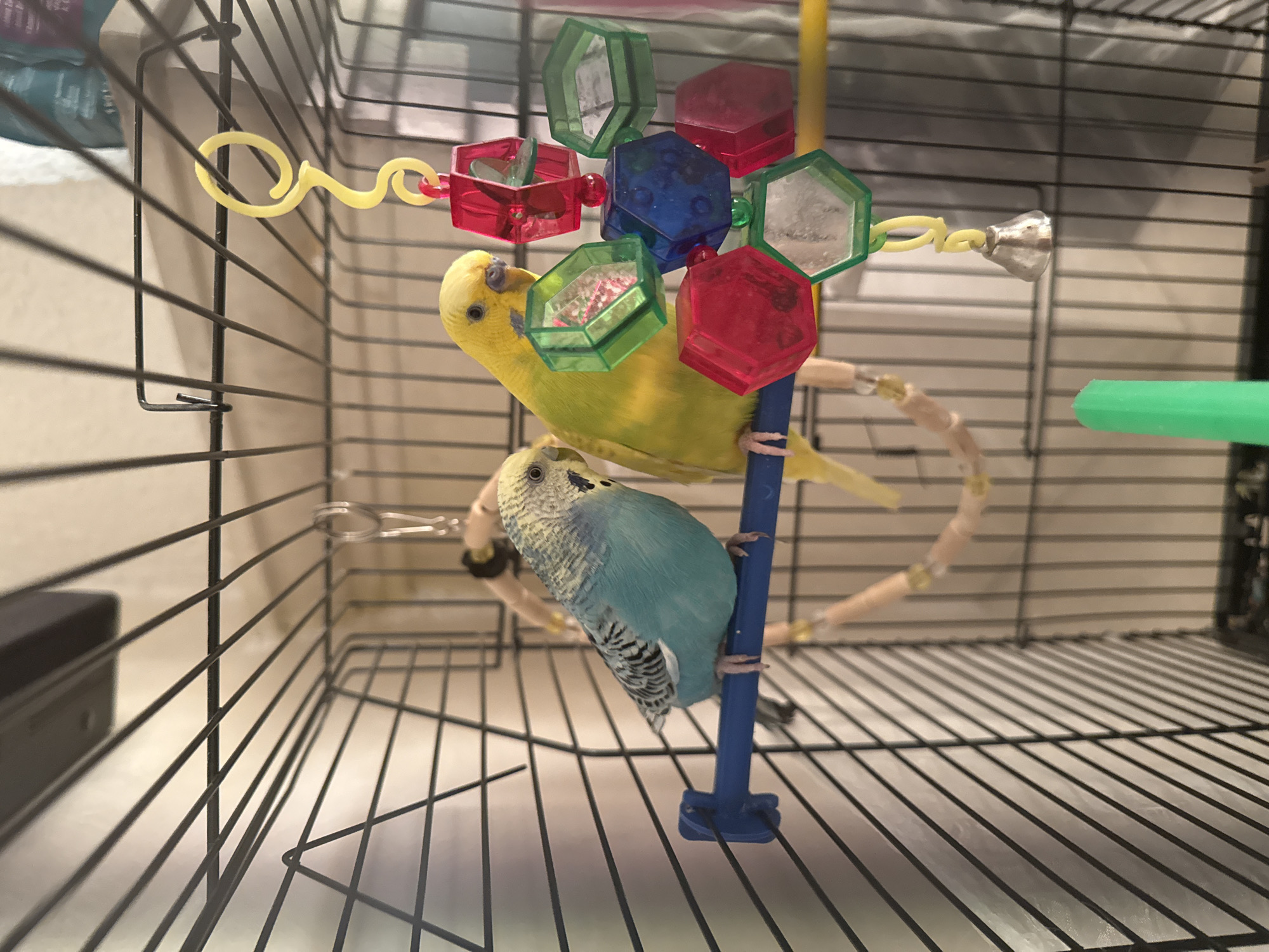 The image shows two budgies inside a birdcage. The budgie on the left is blue and white, while the budgie on the right is yellow. They are perched on a blue bar. A colorful bird toy with red, blue, and green hexagonal pieces is hanging to the right of the birds. The background is a plain wall. The image does not contain information that would allow for determining its location in the city of Dobrich, Bulgaria, or any other specific geographical location.