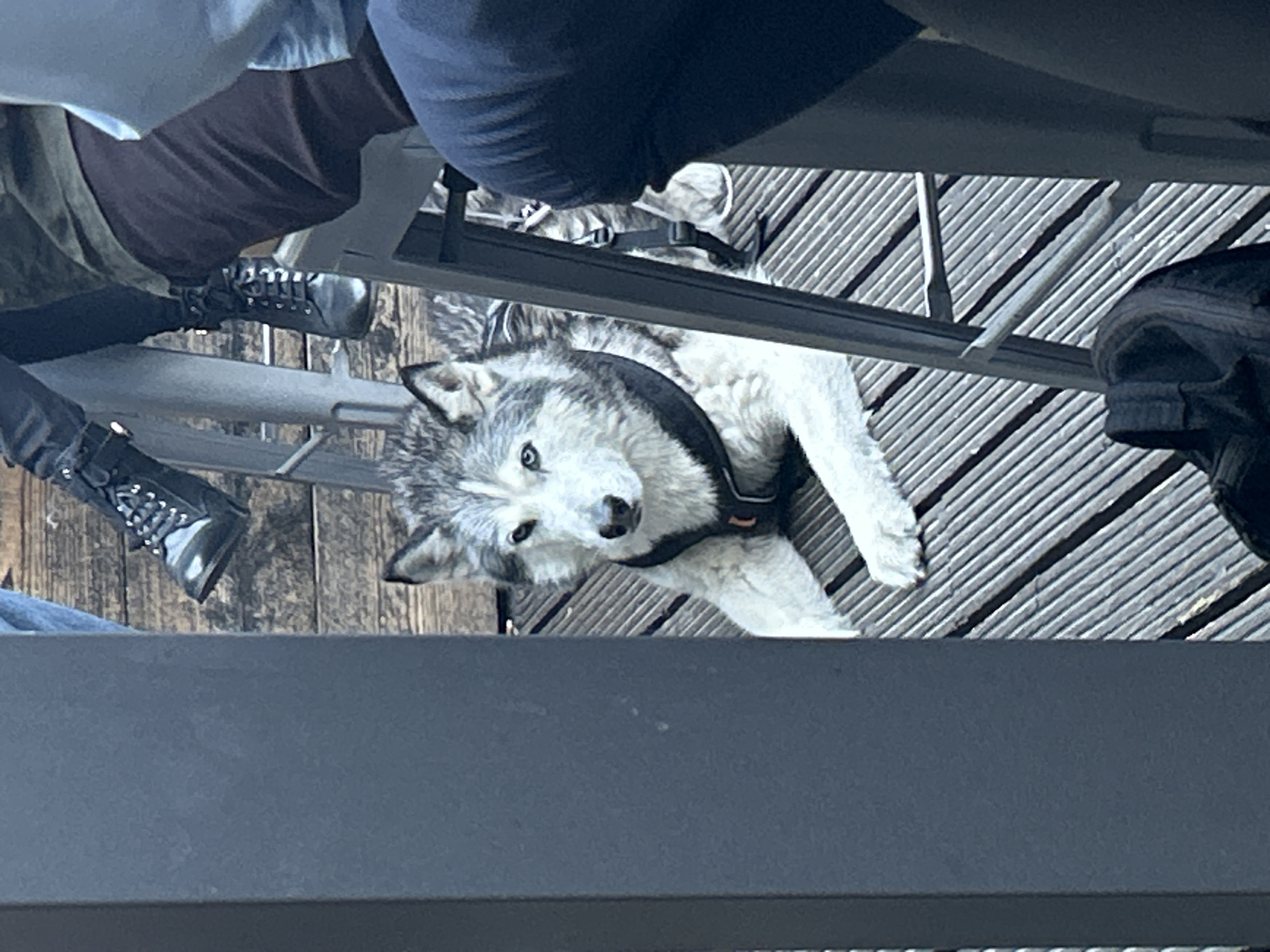 The image, oriented vertically, features a gray and white dog, resembling a Husky or Malamute, lying on a wooden slatted deck. The dog's body is positioned horizontally within the frame, and it is wearing a black harness. It looks directly at the camera with alert, light-colored eyes, its head tilted upwards.
Several people are partially visible, primarily their lower legs and feet, suggesting they are seated around the dog, possibly at a table. On the left, a person wears dark brown or olive-toned pants and black, shiny lace-up boots with numerous eyelets. Further to the left, another person's leg in blue jeans and a dark shoe is visible. In the upper portion of the frame, a person's leg clad in dark blue fabric and lighter pants is seen, indicating another seated individual. A dark shoe or boot is also partially visible on the far right edge.
A dark, solid-colored bar, likely a railing or table support, runs horizontally across the lower third of the image, partially obscuring the deck. Another thinner, dark bar crosses the midground. The wooden deck features distinct parallel slats, suggesting an outdoor or semi-outdoor setting like a patio or balcony. Bright lighting indicates it is daytime. The dog appears calm and attentive. There is no visible text in the image.