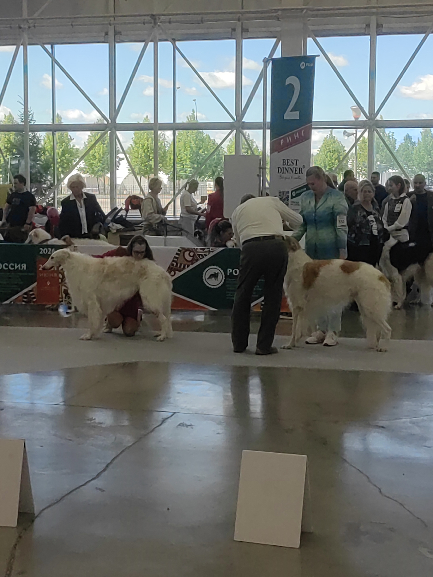 In Zelenaya Roshcha, Russia, an indoor event is taking place, likely a dog show, under a large, modern, steel-framed roof with expansive glass windows offering a view of trees and a cloudy sky. In the foreground, two Borzoi dogs are present. One, a pale cream colored dog, is being handled by a person in a red shirt who is kneeling beside it. The other Borzoi, a cream dog with distinct reddish-brown markings on its back and sides, stands to the right, being examined by a man in a white shirt and dark pants. Behind the dogs, a crowd of people, dressed in casual and semi-formal attire, observe the proceedings. Several banners are visible, including one with a large number '2' and text in Russian, and another with "BEST DINNER". The floor is a polished, reflective concrete surface. Several white display stands are positioned in the foreground.