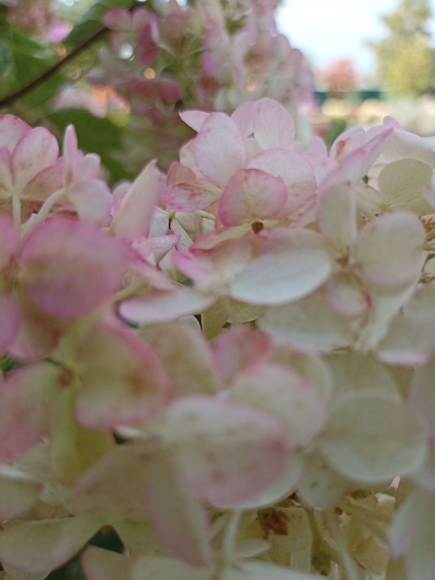 This is a close-up, macro photograph of a cluster of pale pink and white flowers, likely hydrangeas. The flowers are out of focus, with a shallow depth of field, creating a soft, dreamy effect. Some of the petals have faint pink blushing along their edges. The background is blurred, showing hints of green foliage and what appear to be distant trees and possibly a fence, suggesting an outdoor setting in a garden or park. There are no people or animals visible in the image. The lighting is natural and diffused. The overall impression is one of delicate beauty and gentle color. The image does not provide any specific information or visual cues to indicate its location in Gavrilova Poljana, Russia, or any other specific geographic location.