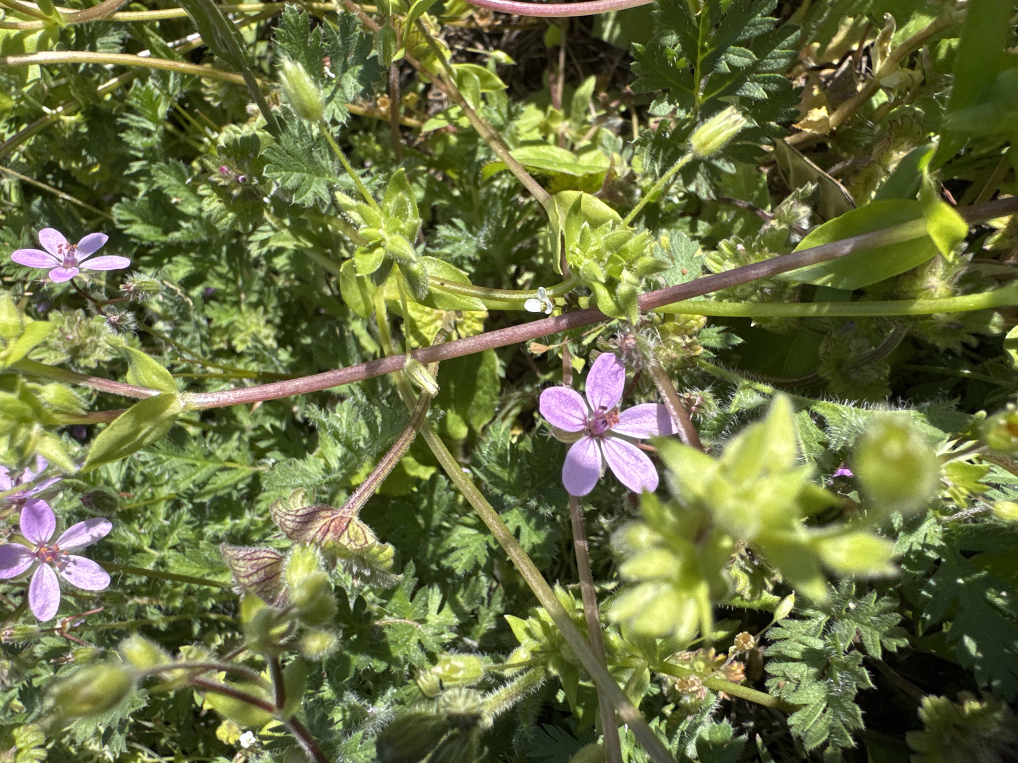 The image captures a close-up view of vibrant green foliage and delicate purple flowers, likely in a natural outdoor setting during daytime in Kryvyi Rih, Ukraine. The scene is dominated by various plants, including small flowering species and lush greenery. Several small, five-petaled flowers, ranging in color from soft lavender to purplish-pink, are visible, with some open and others still in bud form. One particularly prominent flower is situated towards the center-right of the original image, with two others towards the left.
The foliage is dense and varied, with many leaves appearing finely dissected or deeply lobed, giving them a somewhat fern-like or feathery appearance. Some stems and buds exhibit a fuzzy or hairy texture, and a reddish-brown stem runs diagonally through the frame, adding a contrasting color. There are also smaller, almost white flowers barely visible amongst the green. The bright illumination suggests it is a sunny day, creating distinct shadows and highlighting the textures of the plants. No human figures or discernible man-made objects are present, emphasizing the natural, wild growth. There is no visible text in the image.