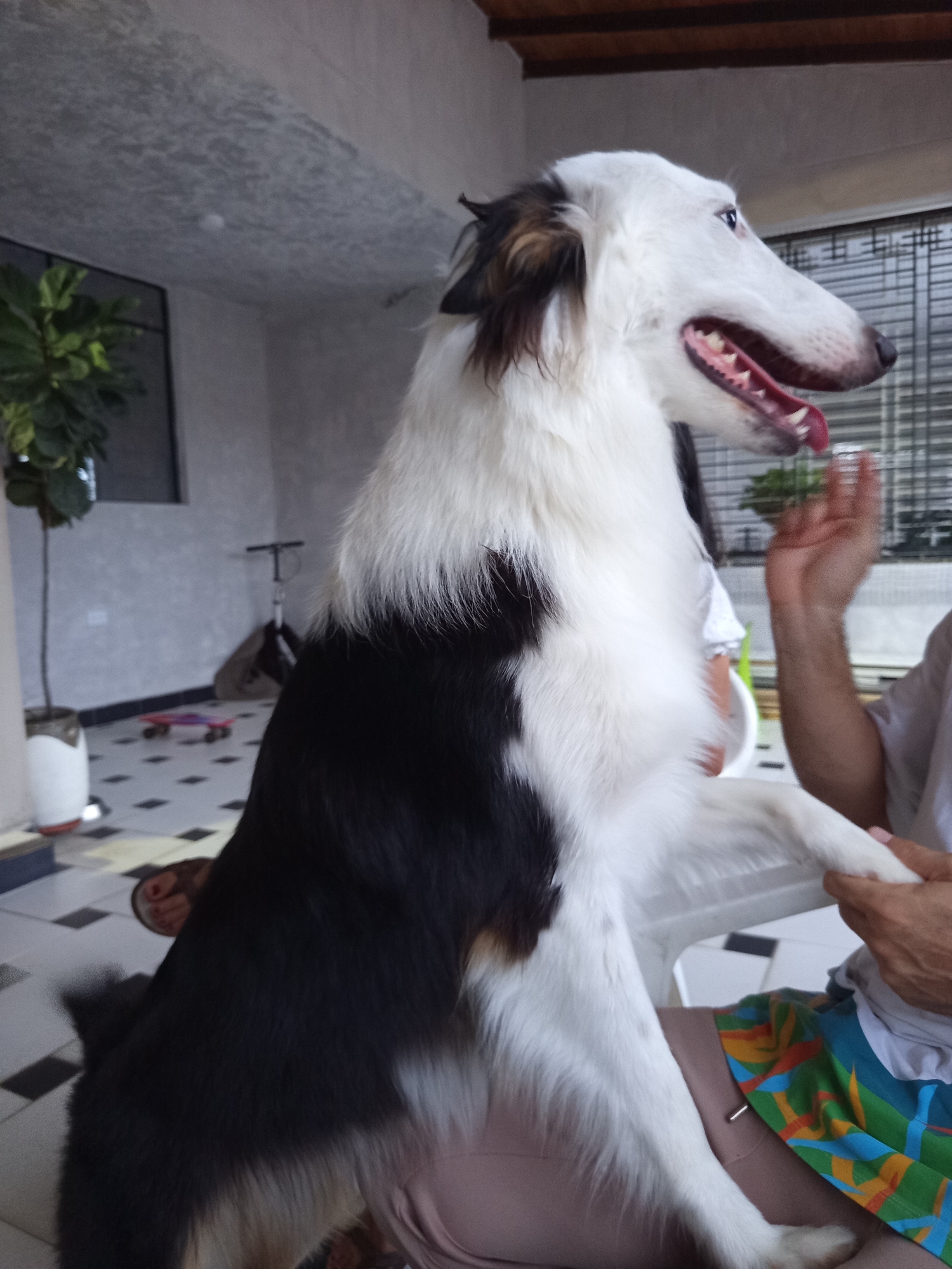 A medium shot captures a black and white Borzoi dog standing on its hind legs, front paws resting on the lap of an unseen person. The dog, with a long snout and dark markings around its eyes and ears, is looking to the right with its mouth open and tongue slightly visible. The environment appears to be an outdoor or semi-outdoor space, possibly a patio, with a tiled floor featuring a checkered pattern of black and white squares. In the background, there's a potted plant, a scooter, and a caged window. The lighting suggests it is daytime. The image is taken in the city of Perímetro Urbano Cúcuta, Colombia.