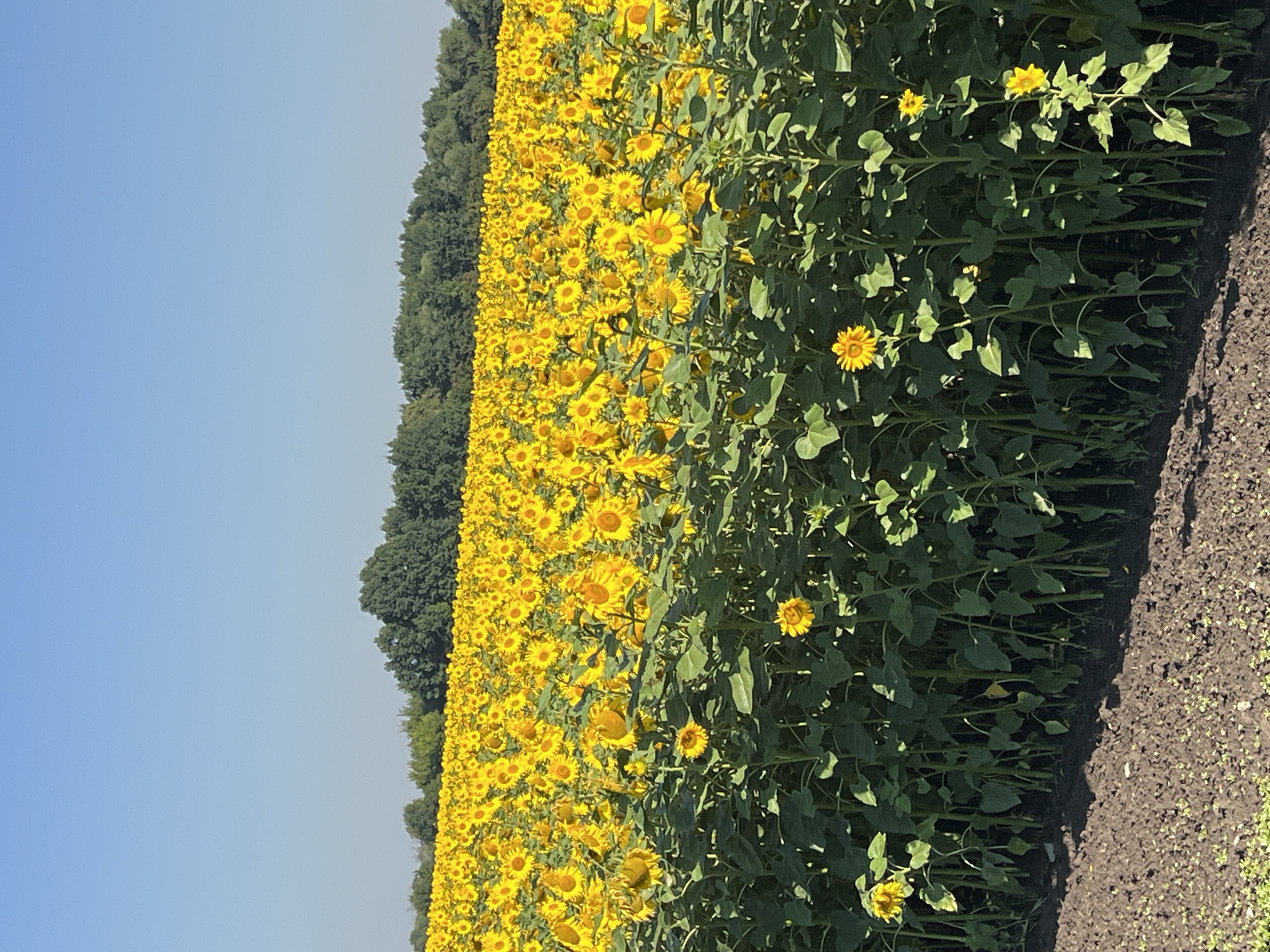 A field of sunflowers stretches to the horizon under a clear blue sky. The sunflowers, with their bright yellow petals and dark centers, are densely packed, creating a vibrant sea of yellow. Tall green stalks and large leaves form a thick undergrowth. In the foreground, dark soil is visible, with small green shoots emerging from it. A line of dense green trees forms a backdrop to the field. The scene appears to be in Verkhnee Turovo, Russia.