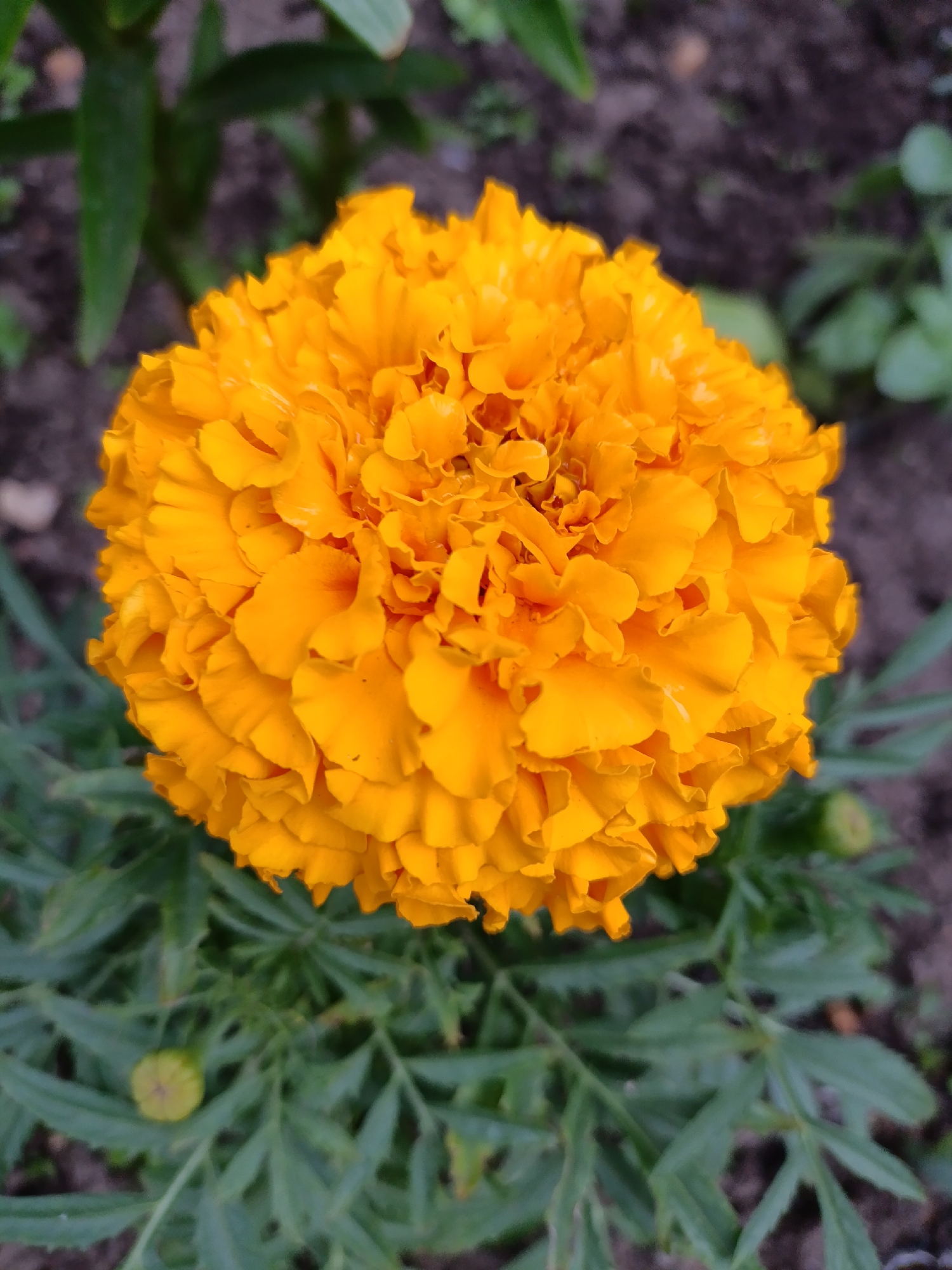 The image displays a single, fully bloomed marigold (Tagetes) flower, prominently centered and in sharp focus. The flower is round and densely composed of numerous ruffled petals, exhibiting a vibrant orange coloration with subtle tonal variations across its surface. The background is softly blurred, showing green foliage, characteristic deeply lobed leaves of the marigold plant, and dark, exposed soil. Two small, unbloomed marigold buds are visible among the lower foliage. The scene is illuminated by natural light. No individuals, animals, or artificial structures are discernible. The precise geographical location within the city of Chaikovsky, Russia, is not ascertainable from the visual data presented.