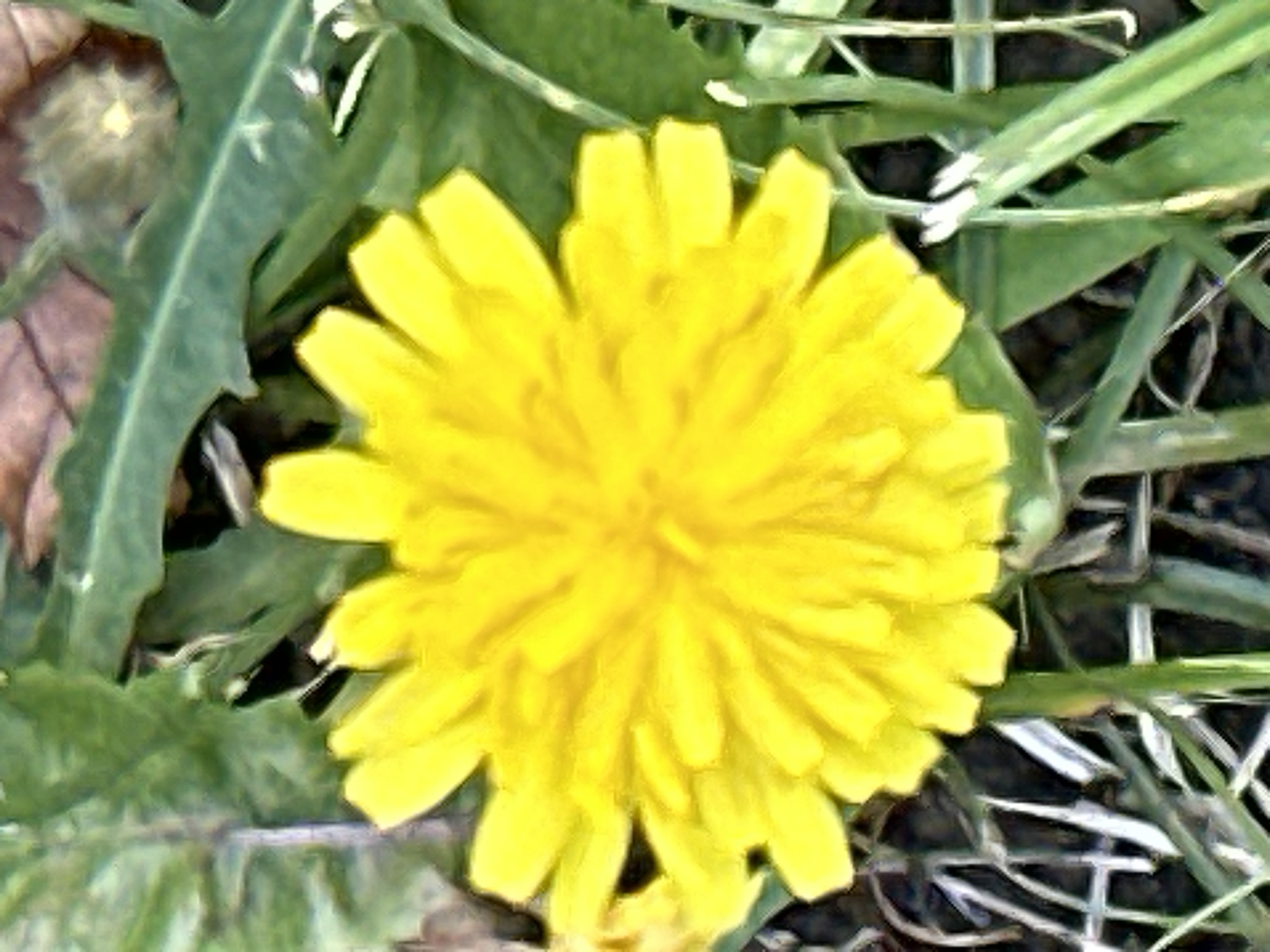 A close-up, slightly unfocused, overhead shot shows a bright yellow dandelion flower. The flower is in the center of the frame and is surrounded by green leaves and blades of grass. The background consists of brown leaves and some out-of-focus greenery. No specific location in Podolsk, Russia, can be identified from the image.