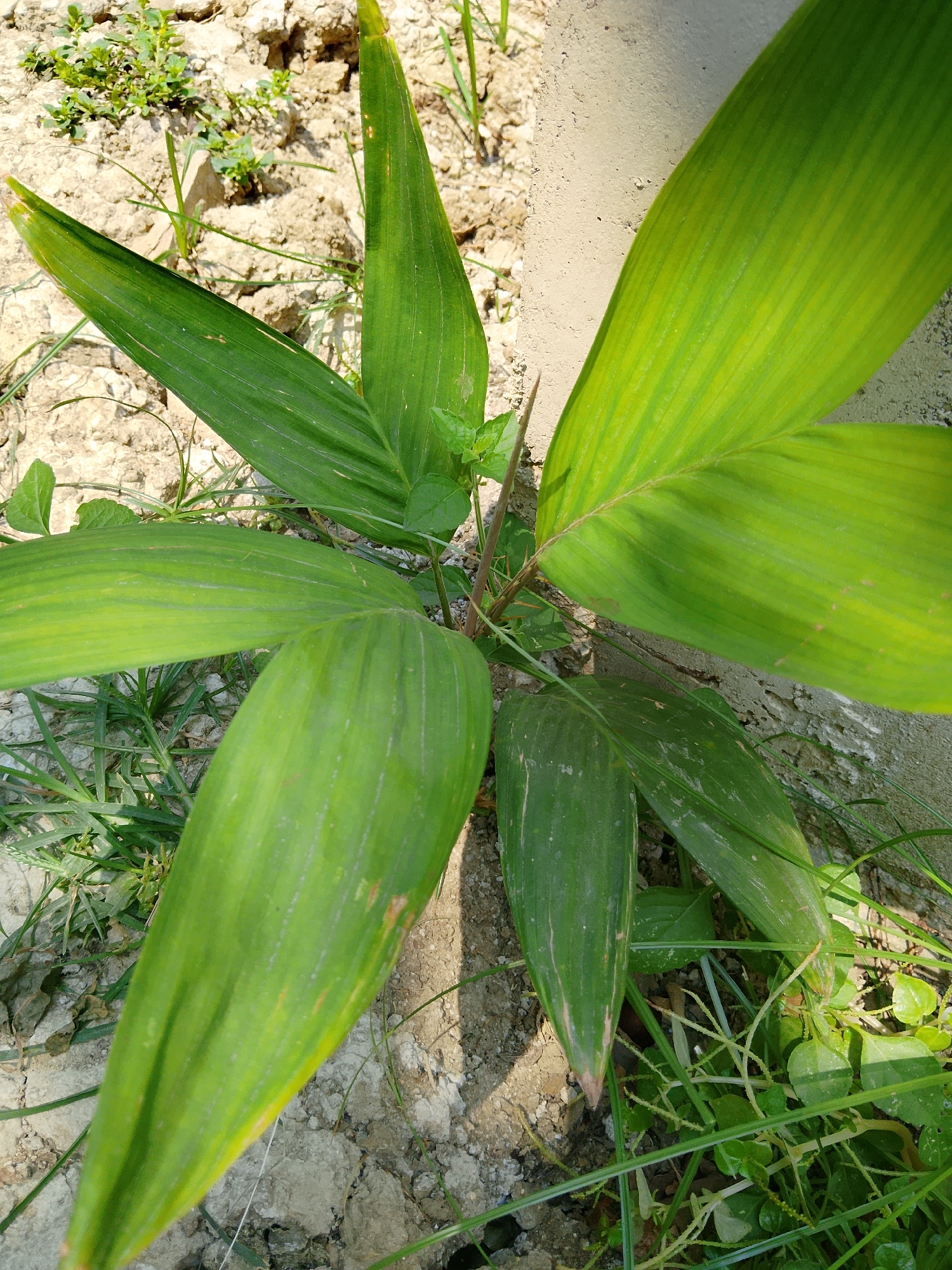 A cluster of bright green leaves from a plant with a bamboo-like stalk grows from dry, sandy soil in Kasiman, Indonesia. The leaves are long and tapered, with visible veins running the length of each leaf. Some leaves show lighter green or yellowish streaks. The ground is a mix of light-colored soil and patches of dry grass and small green weeds. A portion of a light-colored, rough textured wall or post is visible on the right side of the frame. The scene is illuminated by bright sunlight, casting shadows on the ground. There are no people or animals visible in the image.