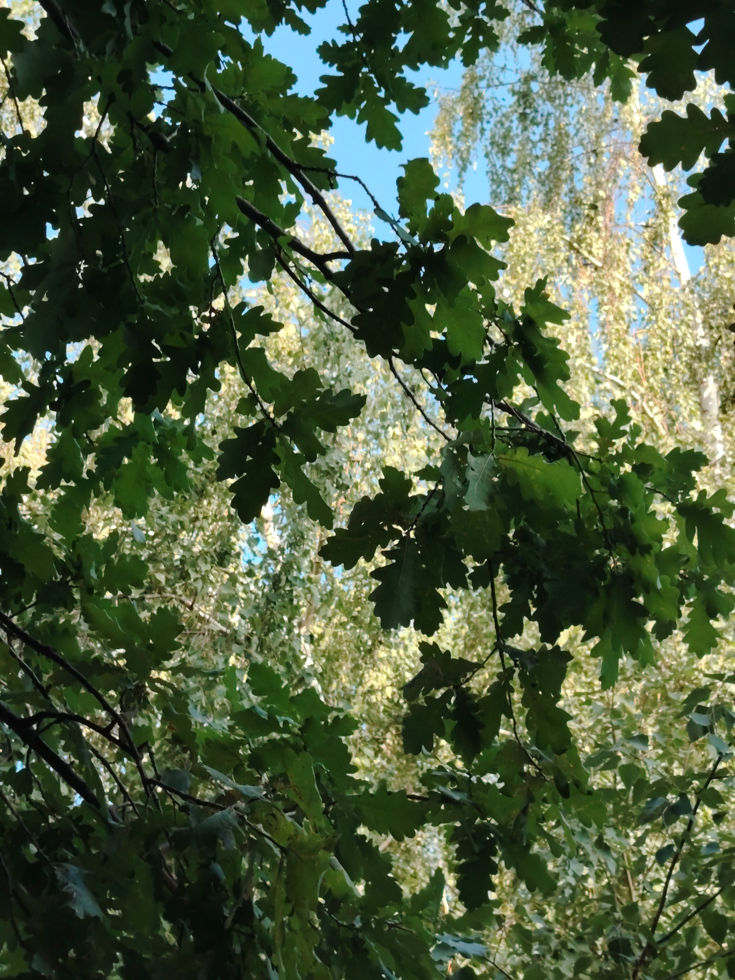The image displays a close-up view of dark green oak leaves and branches against a bright blue sky. In the background, out of focus, are lighter green and yellow-tinged leaves, possibly from birch trees, interspersed with glimpses of what appear to be white tree trunks. The lighting suggests it is daytime. The image does not contain any recognizable landmarks or elements that would place it in a specific city like Astana, Kazakhstan.