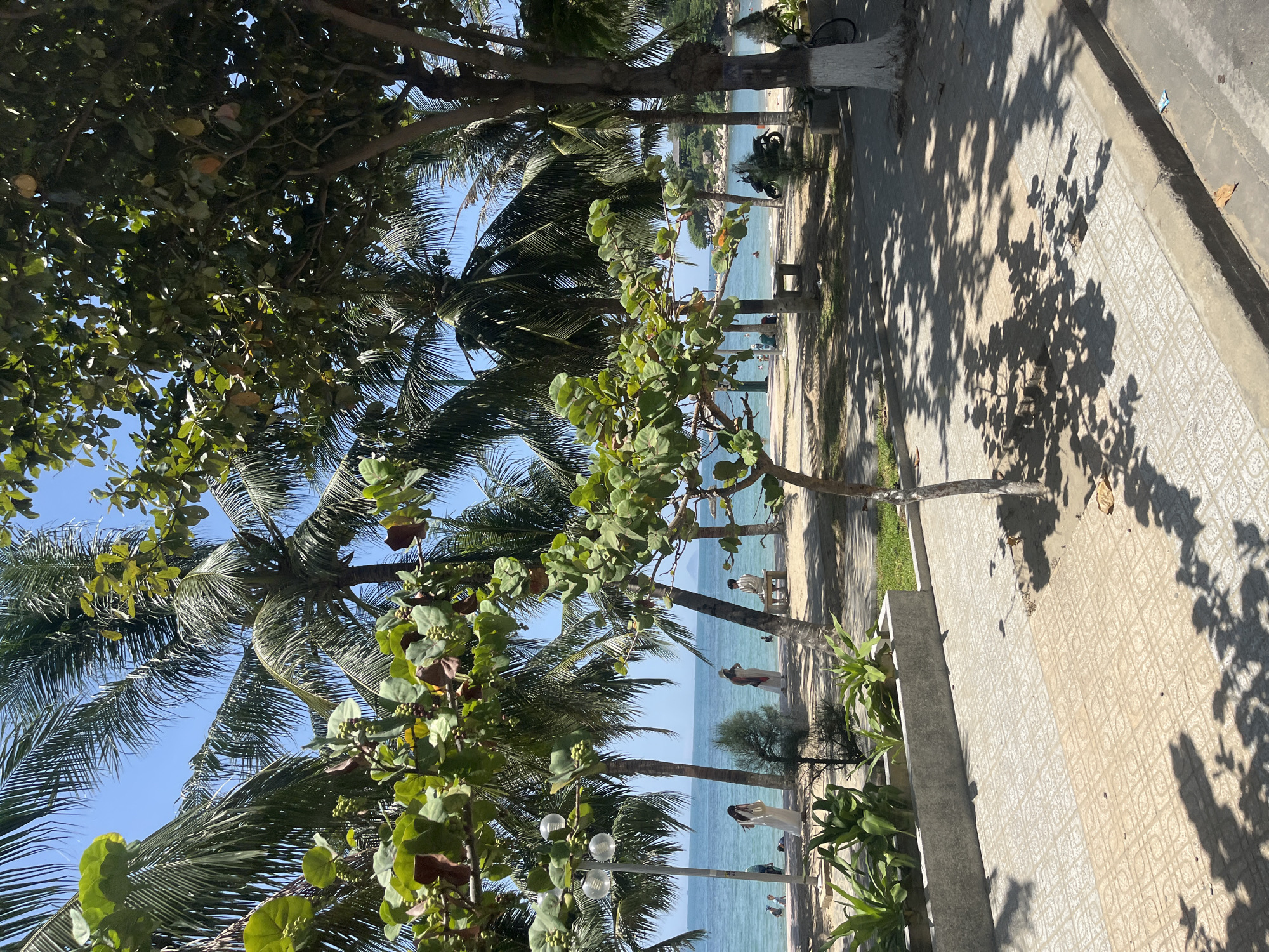 The image captures a sunny day at a beach in Nha Trang, Vietnam, with the foreground dominated by a paved walkway and lush green foliage. Palm trees, characteristic of tropical coastal areas, line the background, reaching towards a clear blue sky. The walkway, constructed with square beige tiles, leads to a sandy beach where several people are visible. Some individuals are casually strolling, while others are interacting with the ocean, appearing to wade or swim. The water is a calm, tranquil blue, gently meeting the shore. Further down the beach, a few more people are seated, enjoying the seaside atmosphere. Among the trees, a motorcycle is parked, suggesting local transportation. The overall scene conveys a relaxed, idyllic beach environment typical of Nha Trang.