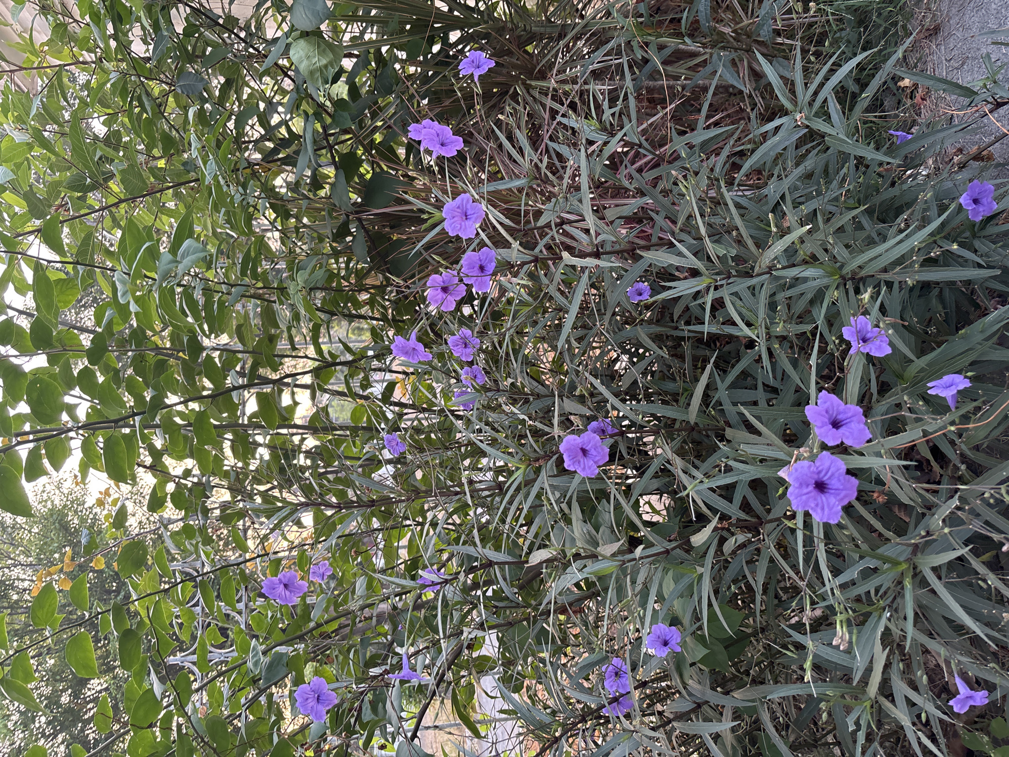 The image depicts a lush green bush filled with vibrant purple flowers. The plant has long, slender leaves that are deep green in color, with some of the stems appearing reddish-brown. The purple flowers are trumpet-shaped and are scattered throughout the bush. The background is a blur of green foliage, suggesting more plants and possibly trees. The lighting indicates it is daytime, with soft, diffused light. In the upper left corner, a glimpse of a white ornamental fence is visible, hinting at a garden or park setting. This scene is likely located in the city of Surakarta, Indonesia, given the tropical vegetation and common urban landscaping found there. There are no people or animals visible in the image.