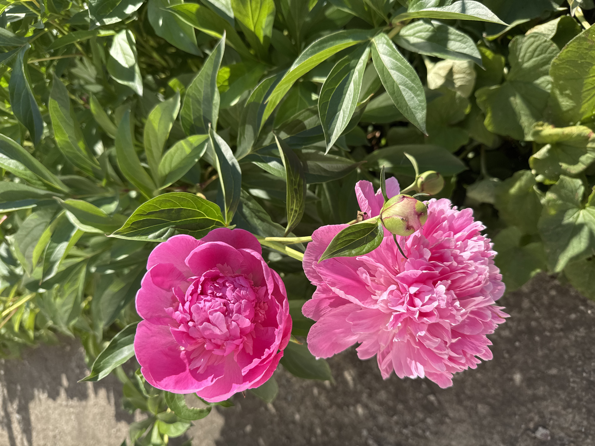 This is a vertical, close-up, outdoor, daytime photograph of two pink peonies. The peonies are in full bloom and are surrounded by lush green foliage. The top peony is slightly to the left of the frame, and the bottom peony is to the right, with a peony bud in between them. In the upper left corner of the image, a patch of rough, grey concrete is visible. The background consists of the green leaves of the peony plant. The image does not contain any people.
