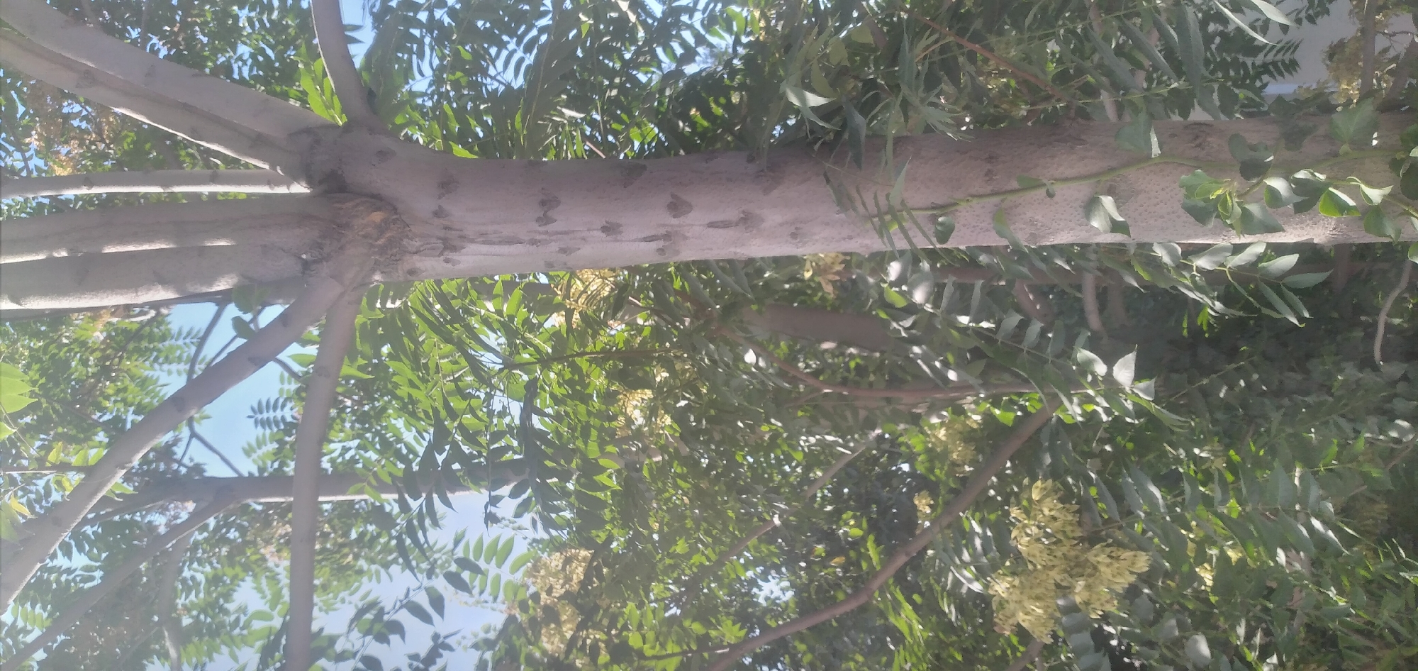 The image shows a close-up view of a tree trunk with multiple branches extending upwards, surrounded by green foliage and a clear blue sky. The tree trunk is thick and appears to be light grey or beige, with some textured markings. Several branches emerge from the main trunk, and smaller, leafy branches fill the background. Some pale clusters of what appear to be flowers or seed pods are visible amongst the leaves. The lighting suggests it is daytime, with sunlight filtering through the leaves. The scene is framed from a low angle, looking upwards into the canopy. The context provided, "location in the city of Almalyk, Uzbekistan," suggests this is an outdoor scene within an urban or park setting in that region. There are no people or specific actions depicted.