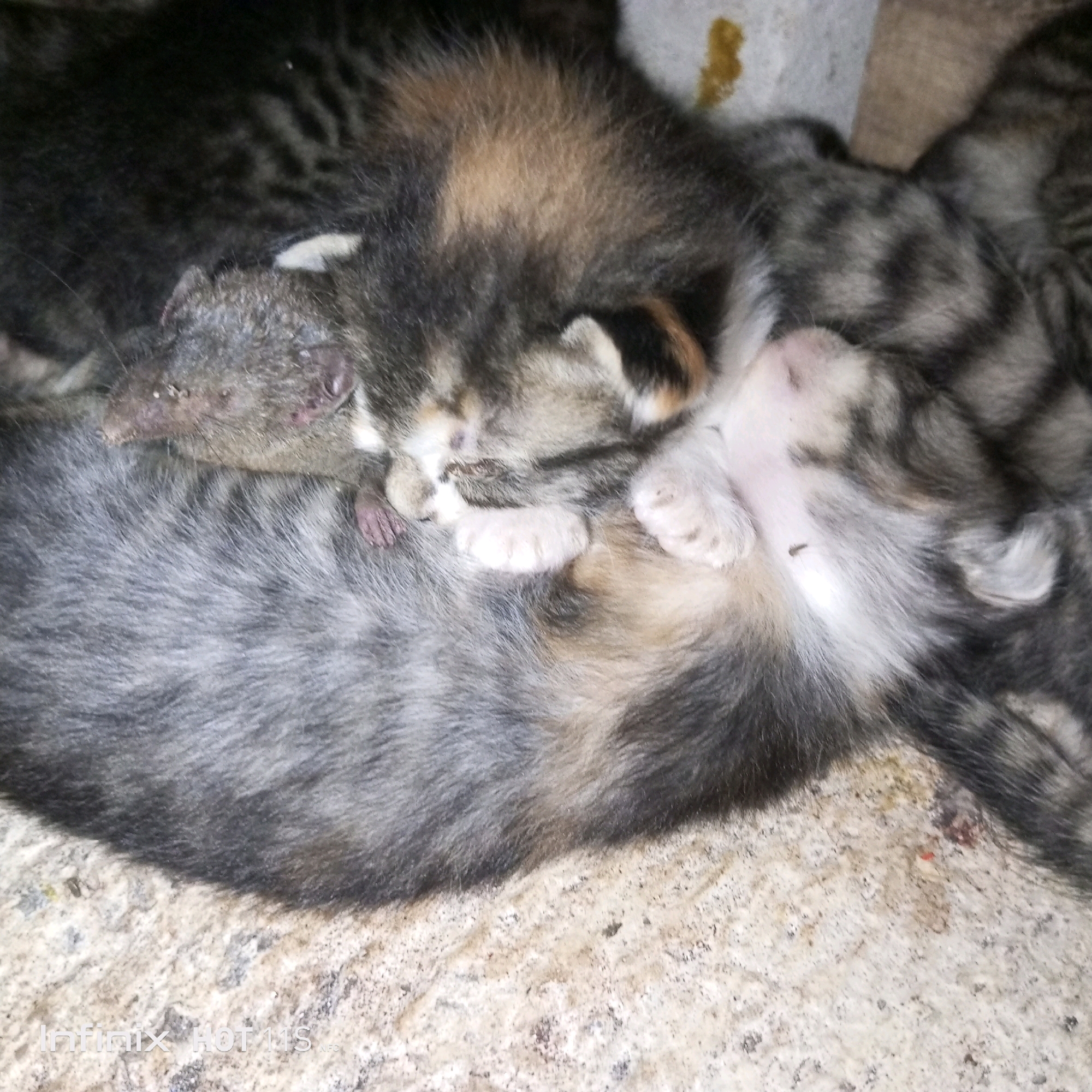 The image shows a close-up view of several kittens sleeping. The kittens are of various fur colors, including tabby, calico, and solid black. One kitten has its head resting on another, and their paws are intertwined. The scene appears to be in an indoor setting, possibly a home, with a rough, concrete-like surface beneath them. There is a yellow stain on the upper right portion of the image, which could be a food or liquid spill. The overall impression is one of comfort and rest among the young animals.