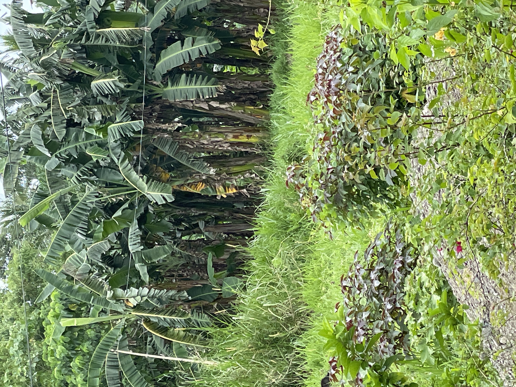 The image shows a dense, overgrown area in Hijo, Philippines. On the left, a thick cluster of banana trees dominates the view. The ground is covered in tall, wild grass that transitions to more dense vegetation on the right side of the frame. The right side of the image features a variety of trees, bushes, and foliage, with a mix of green and reddish-brown leaves. A weathered, possibly decaying tree trunk is visible amidst the green overgrowth. There are no people, interactions, or distinct objects beyond the vegetation in the image.