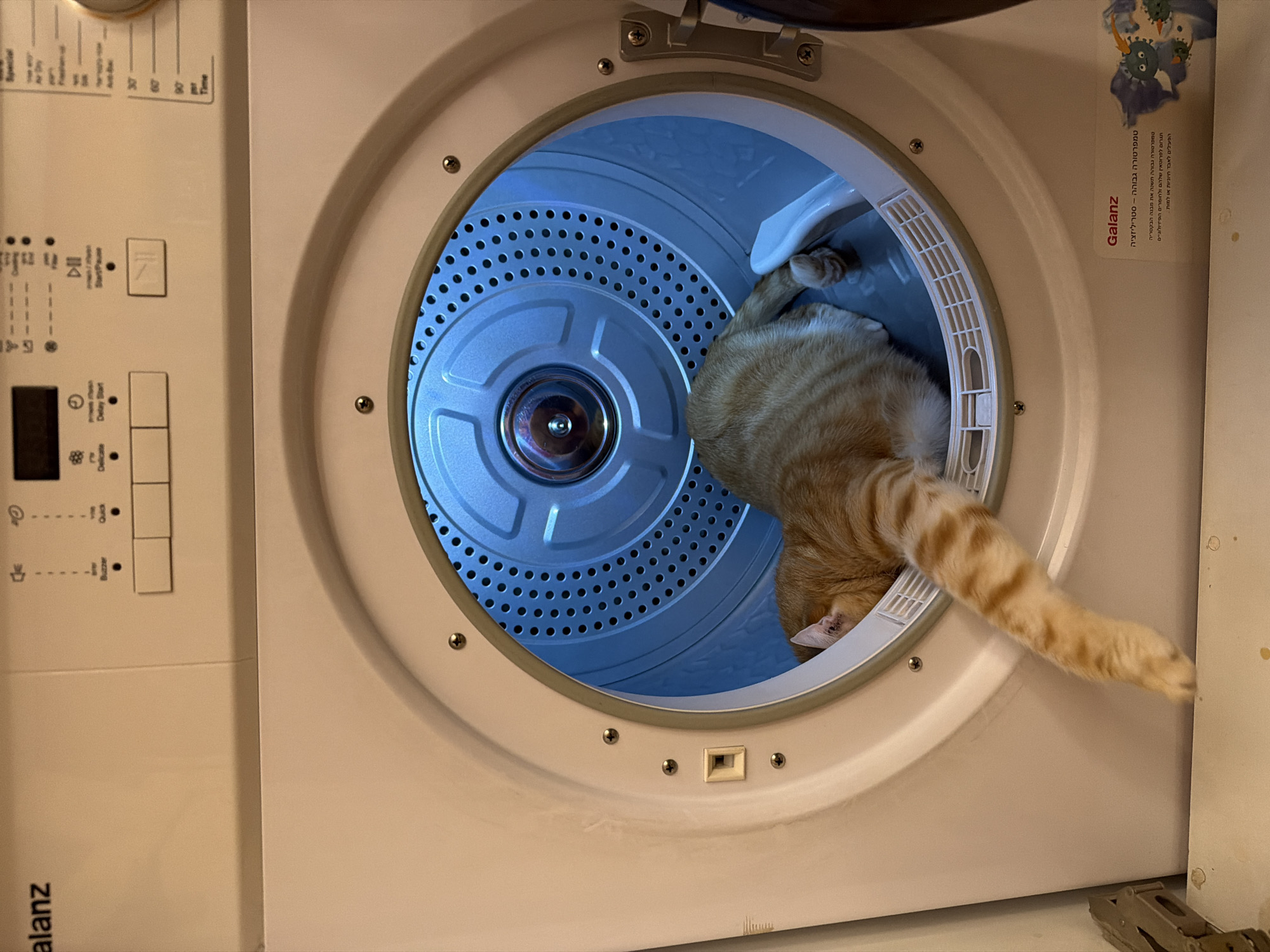 A tilted, eye-level shot captures a light orange tabby cat inside the drum of a front-loading dryer. The cat's head is inside the drum, while its tail extends outward. The inside of the dryer is a bright blue color. On the left side of the dryer's front panel, there are several buttons and a small digital display. The dryer is labeled "Galanz" at the bottom left of the image. There is a sticker with information written in Hebrew, along with the name "Galanz," attached to the right upper corner of the appliance.