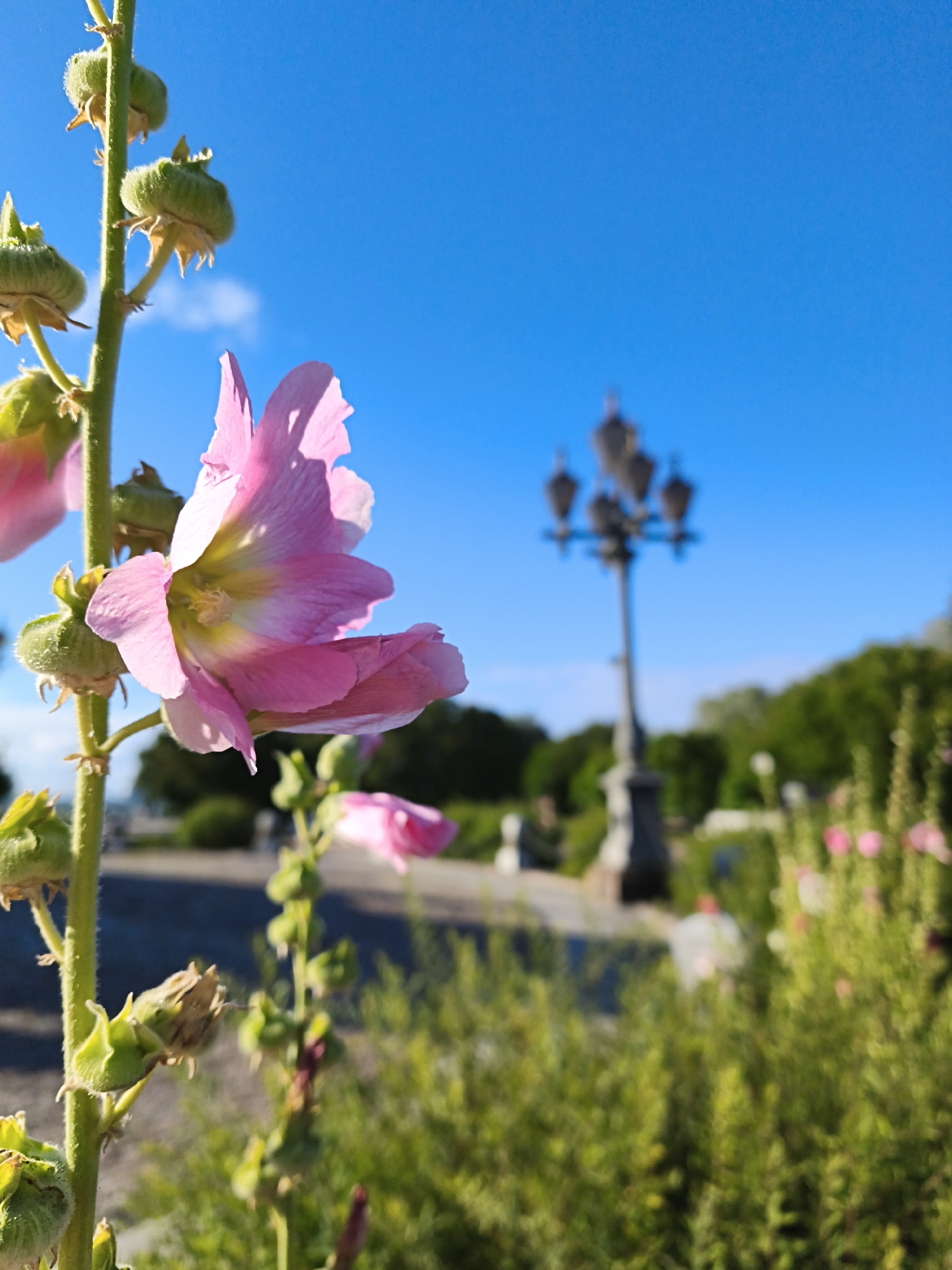 This is a low-angle, close-up, eye-level, outdoor, daytime, medium shot photograph of hollyhock flowers and seed pods in bloom, against a bright blue sky. The focus is on a stalk of hollyhocks in the foreground, with a large pink flower in the center, slightly to the right. The flower has delicate petals with yellow and white accents at its center. Several green, fuzzy seed pods are visible along the stalk above the bloom. The stalk is thick and green, with visible fuzz.
In the mid-ground, a vintage-style lamppost with multiple globes stands prominently. The lamppost is dark and ornate, with a weathered appearance, and is positioned to the right of the frame, behind the hollyhocks. Further back, blurred greenery and trees form a backdrop, suggesting a park or garden setting. There are hints of people in the background, sitting or walking, and the environment appears to be a public space.
Given the context of the provided location, it is highly probable that this photograph was taken in Tallinn, Estonia.