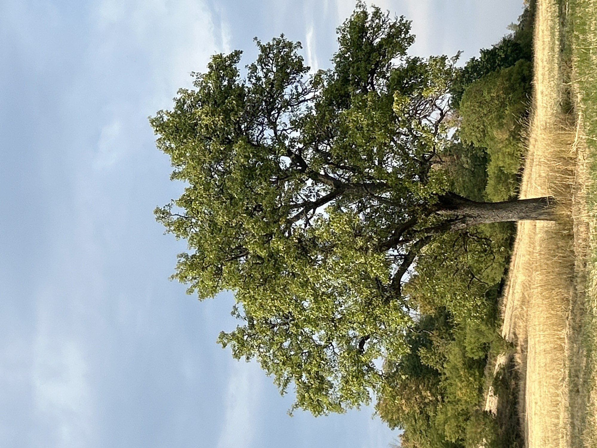 A solitary tree with a thick, textured trunk and a sprawling canopy of green leaves stands in a sun-drenched field. The field is covered in dry, golden grass, suggesting a harvest or a late summer season. In the background, rolling hills are densely covered with a variety of trees exhibiting shades of green and hints of autumnal yellow. The sky above is a pale blue, interspersed with soft, wispy clouds. The overall scene depicts a serene, rural landscape.