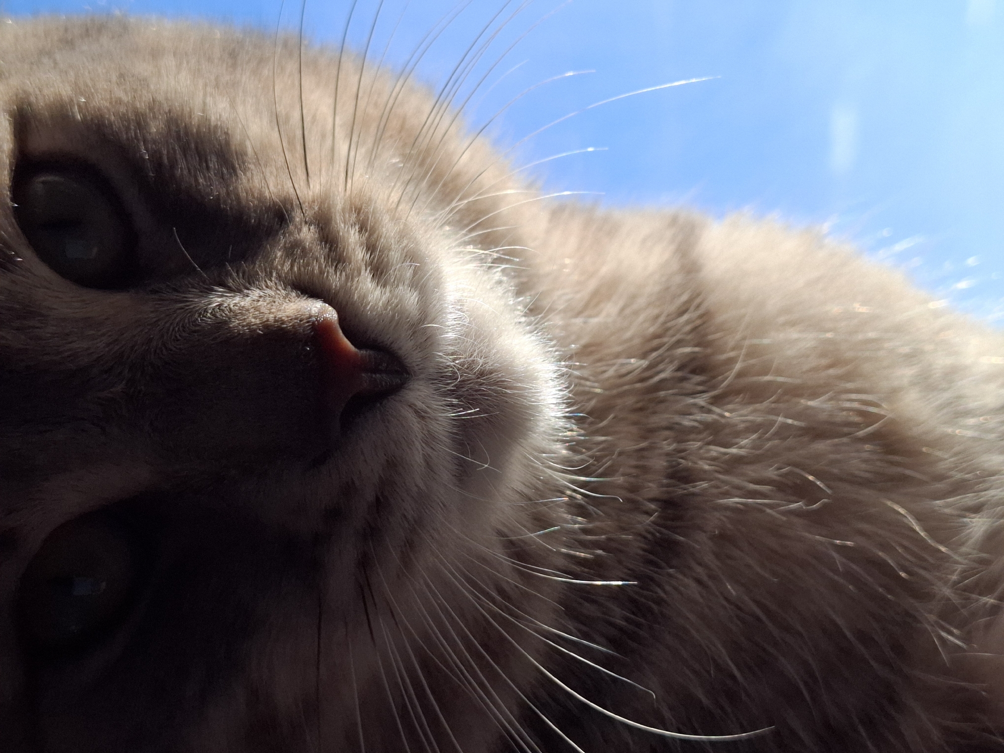 The image is a close-up, tilted view of a cat's face. The cat has light brown fur and prominent whiskers against a blurred blue background, possibly the sky. The cat's nose is pink. The location in Novi Sad, Serbia is not discernible from the image.