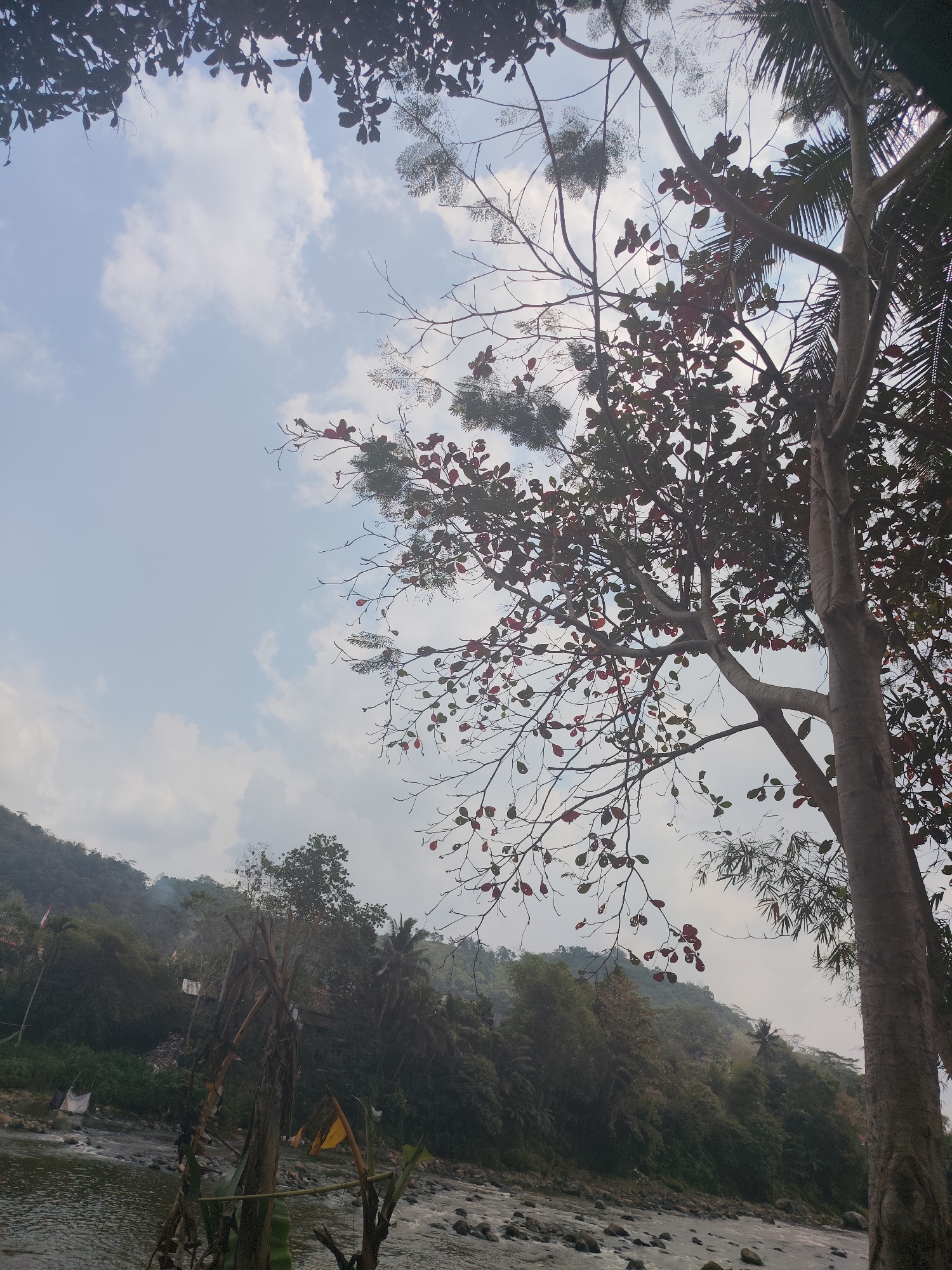 A serene, low-angle shot captures a river flowing through a lush, hilly landscape in Sukapura, Indonesia. The foreground is dominated by a shallow riverbed filled with smooth stones, with the water's surface reflecting the overcast sky. On the right bank, a large tree with a textured, grey trunk stands tall, its branches adorned with a mix of green and reddish-brown leaves. To the left of the river, a steep, verdant hillside rises, densely covered with trees and vegetation. A few small structures, possibly huts or shelters, are visible nestled amongst the foliage, along with a flagpole bearing a red and white flag. Scattered bamboo structures and yellow flags are also present along the riverbank. The sky above is a pale blue, streaked with soft white clouds.