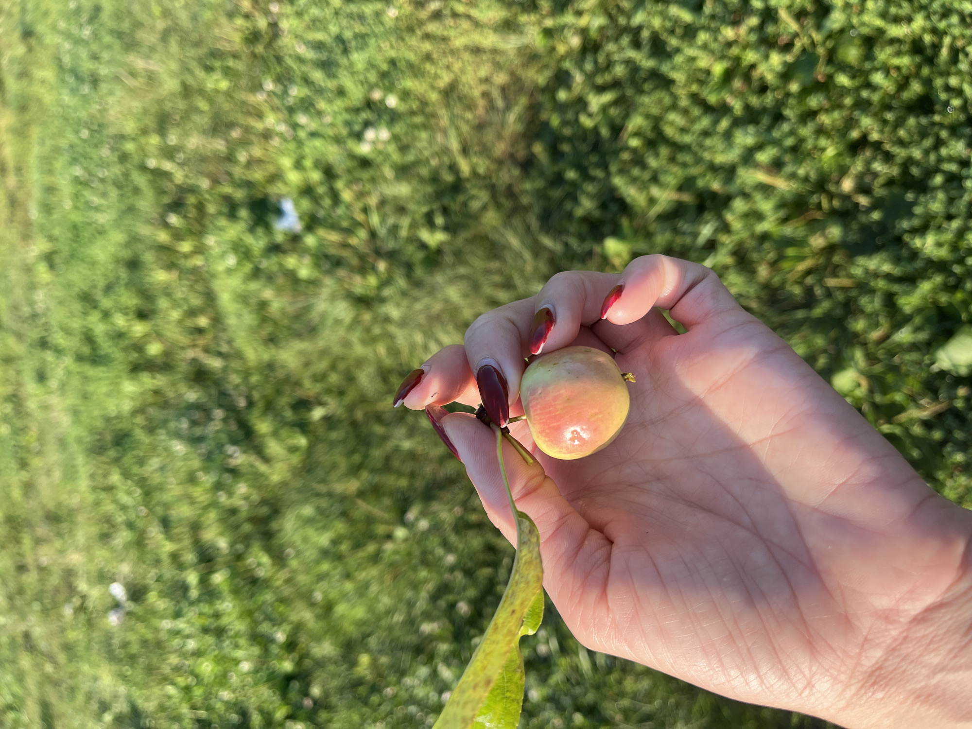 A person's hand is holding a small, round, light-colored fruit with some pink blush, possibly an apple or crabapple, with a green leaf attached to the stem. The hand has dark red nail polish. The background is a blurred green grassy area, suggesting an outdoor setting in Novye Turbasly, Russia, possibly a park or a yard, under natural sunlight.