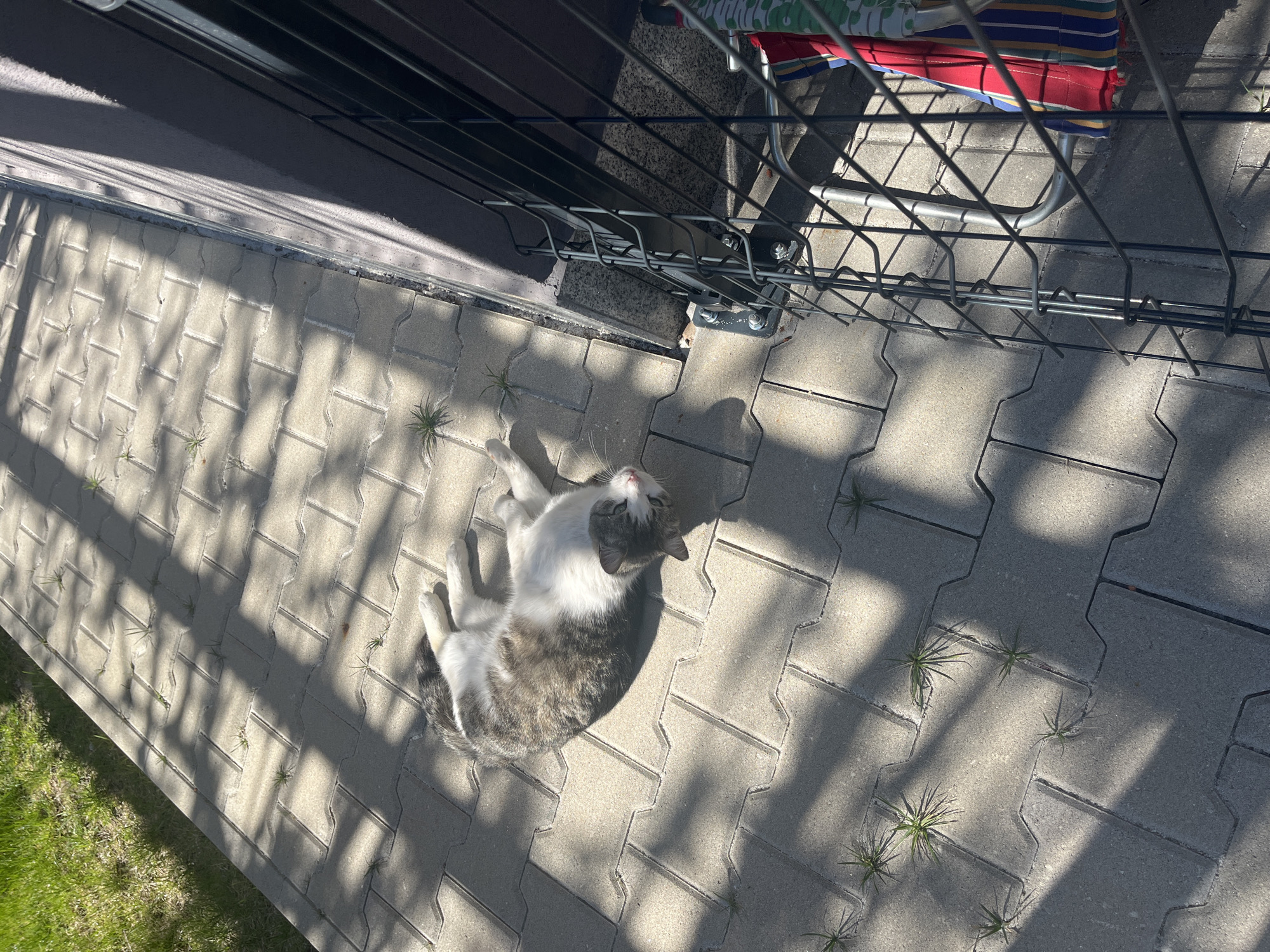 A cat lies on a brick patio next to a building wall and a metal drying rack. The cat is white and gray tabby and is lying on its back with its paws in the air. The patio is made of gray bricks with small weeds growing in the cracks. The wall is dark gray. The drying rack is made of black metal and has a red and white striped cloth hanging on it. The sun is shining, and there are shadows cast by the rack and the wall. The location is Sofia, Bulgaria.