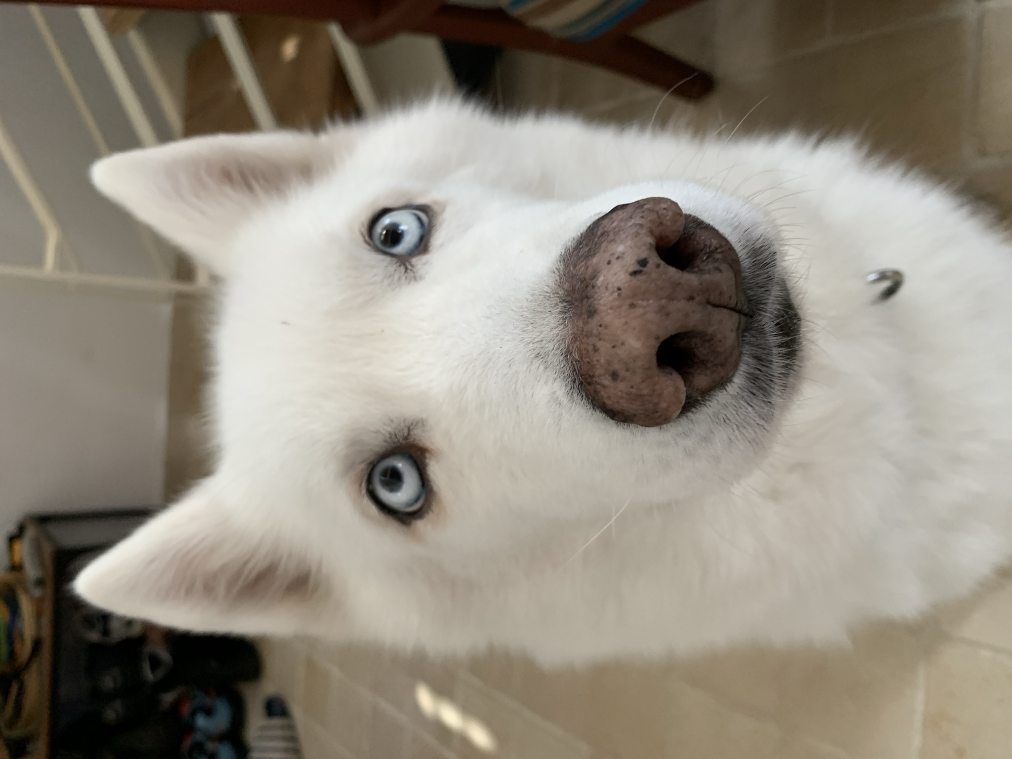 A white husky-type dog with dense white fur, pointed ears, and bright blue eyes is positioned facing forward, filling the frame in a close-up shot. Its nose is a mottled dark pink with black spots. A small silver ring, possibly a collar attachment, is visible below its chin. The dog is looking directly forward. The blurred background features a light-colored tiled floor beneath the dog. To the left, a dark furniture piece with dark objects, possibly shoes, is partially visible. To the right, a light-colored wooden structure, potentially part of a chair or staircase, is present. The scene occurs indoors in a residential environment in Tel-Aviv, Israel.