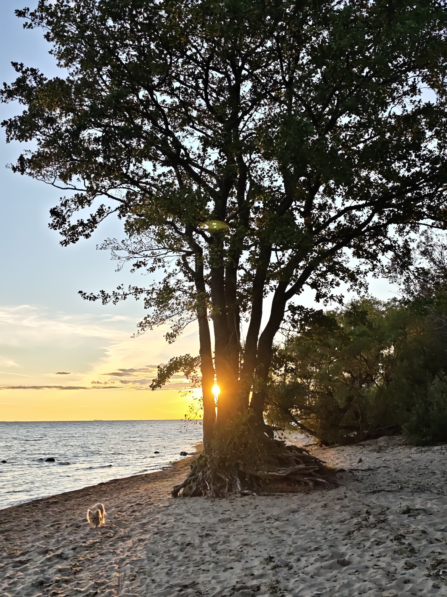In Kronstadt, Russia, a small, fluffy dog is walking on a sandy beach. To the right of the dog, a large tree with exposed roots stands prominently on the shore. The setting sun casts a warm glow through the branches of the tree, creating a lens flare effect. The sea stretches out to the horizon, with a calm surface reflecting the colors of the sky, which displays a gradient of orange and blue with wispy clouds. The beach is composed of light-colored sand with some scattered debris. In the distance, across the water, a faint silhouette of a ship is visible. The overall scene captures a serene sunset moment on the coast.