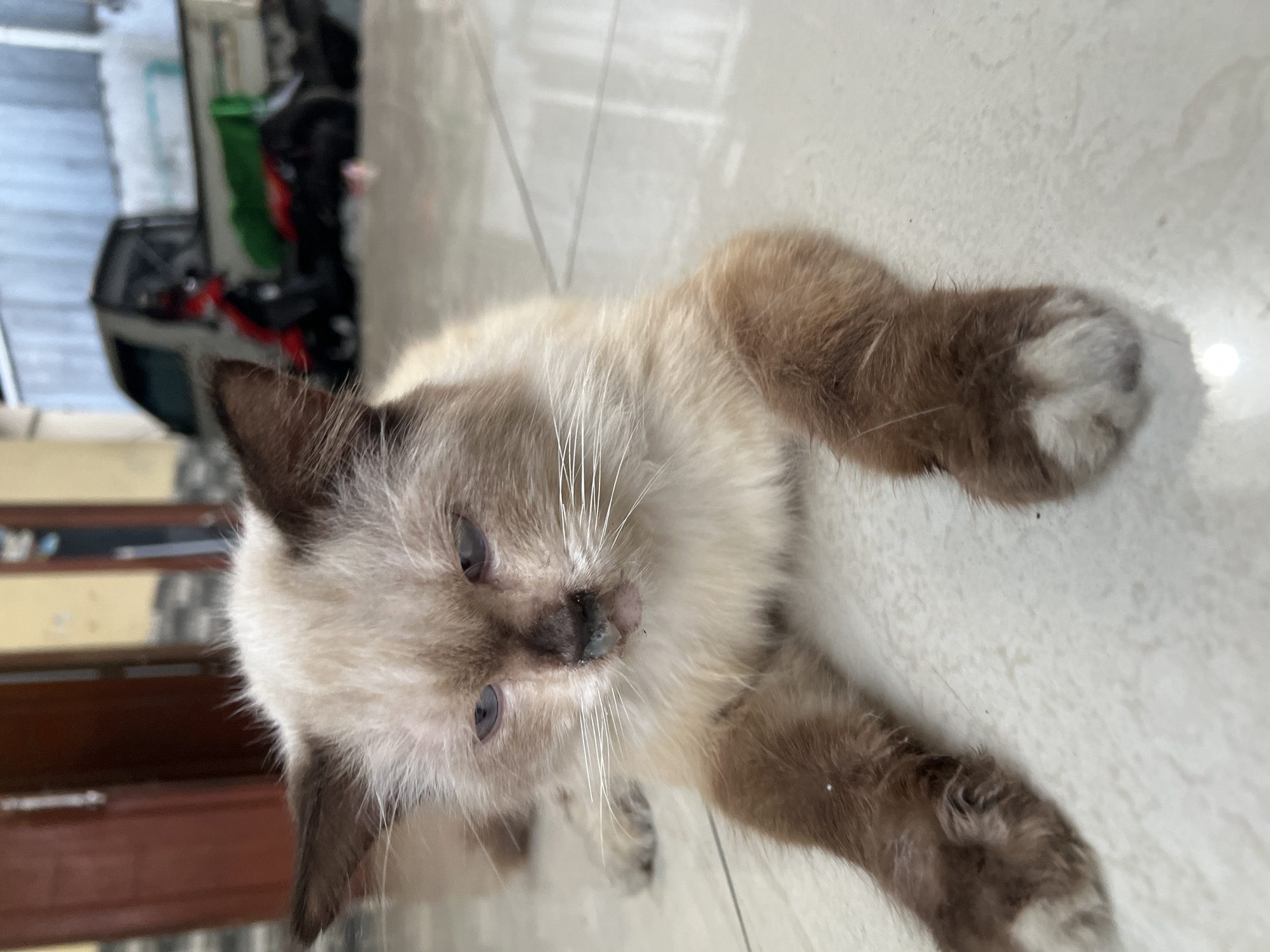 A close-up, eye-level shot captures a fluffy, light brown and white cat lying on a tiled floor. The cat has blue eyes and dark brown ears and paws. Its nose appears wet and possibly has some debris. The background is out of focus and shows a doorway on the left with a dark brown door and a wall with vertical blinds. To the right, a blurry scene includes what appears to be a small truck and a red motorcycle, suggesting an outdoor or semi-outdoor setting like a residential yard or garage area in Klapanunggal, Indonesia. The lighting is somewhat dim, casting subtle shadows.