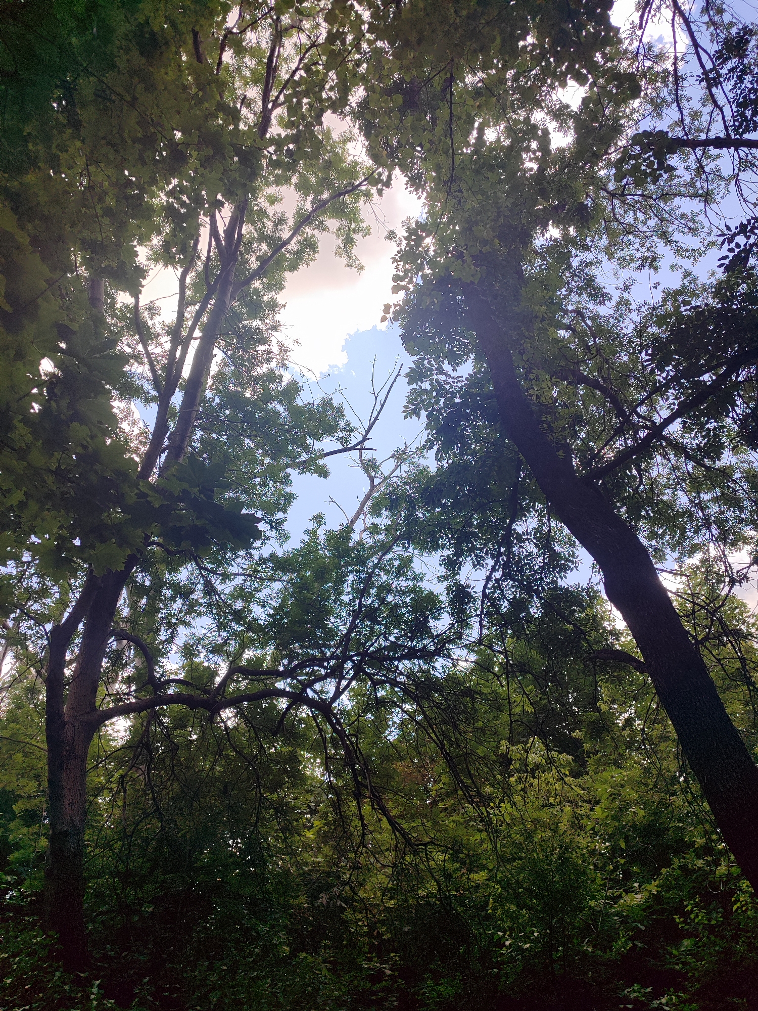 The image is a low-angle, full-frame shot looking up through the canopy of trees in a forest setting. The sky is visible through gaps in the dense green foliage, with some scattered clouds and sunlight filtering through. The trees are tall and mature, with thick trunks and branches. The overall impression is one of a lush, natural environment. The specific location of this scene within the city of Unknown, Unknown is not discernible from the image. There are no people, animals, or man-made objects visible. The scene depicts a natural woodland environment with a focus on the interplay of light and shadow within the tree canopy.