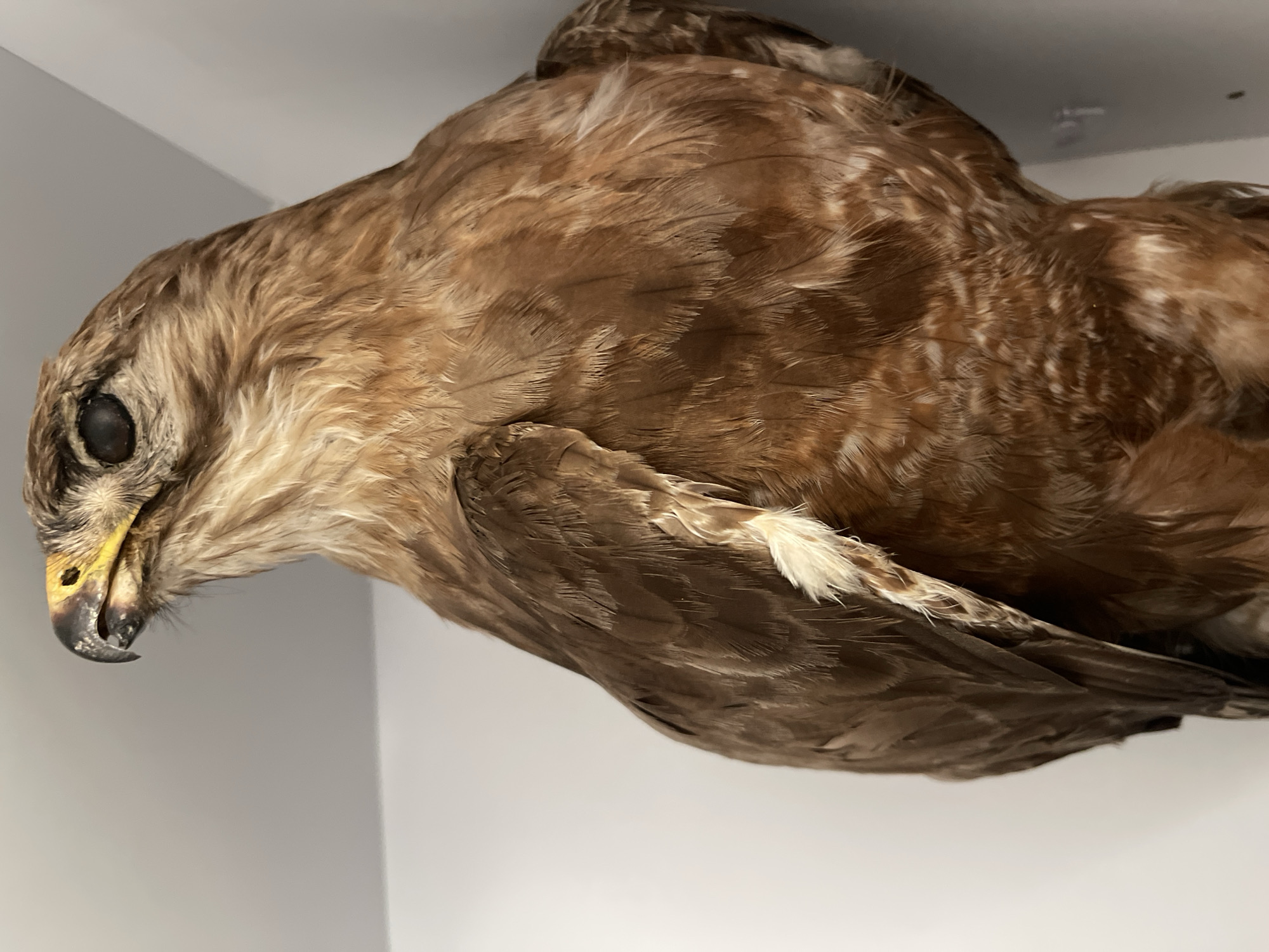 The image is a close-up, low-angle shot of a taxidermied bird, likely a bird of prey such as a hawk or falcon, displayed indoors against a plain white background. The bird is predominantly brown with lighter brown and cream-colored feathers on its chest and a hint of white on its wing. Its head is turned upwards and to the left, revealing a dark eye and a hooked, yellow beak. The feathers are detailed and appear somewhat ruffled. The background suggests the bird is mounted on a shelf or in a display case. There are no people, animals in motion, or outdoor elements visible. The setting appears to be a museum, educational institution, or private collection. No specific location in Tel-Aviv, Israel can be determined from the image.