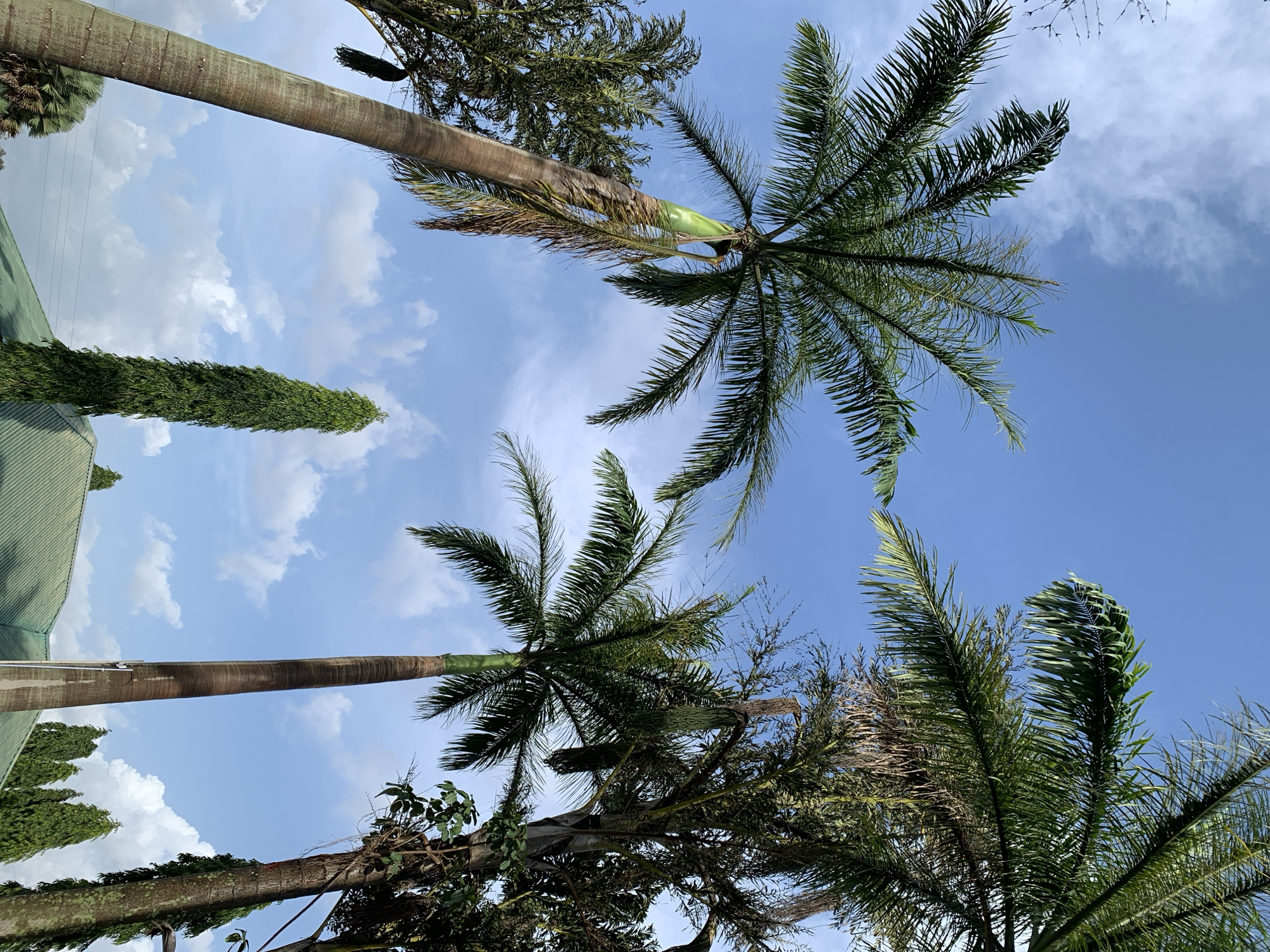 In Bukuru, Nigeria, the photograph captures a view looking upwards towards a bright blue sky with scattered white clouds. Dominating the foreground are several tall palm trees with their fronds reaching towards the sky. One particularly large palm tree is visible on the left, its trunk showing texture and a green protective covering near the top. To the right, another palm tree with thinner fronds is partially obscured by a taller, darker tree. In the mid-ground, a slender, dark green evergreen tree stands tall and narrow. Below the trees, the green, ribbed roof of a building is visible, suggesting an urban or suburban setting. The overall impression is one of lush vegetation against a clear sky.