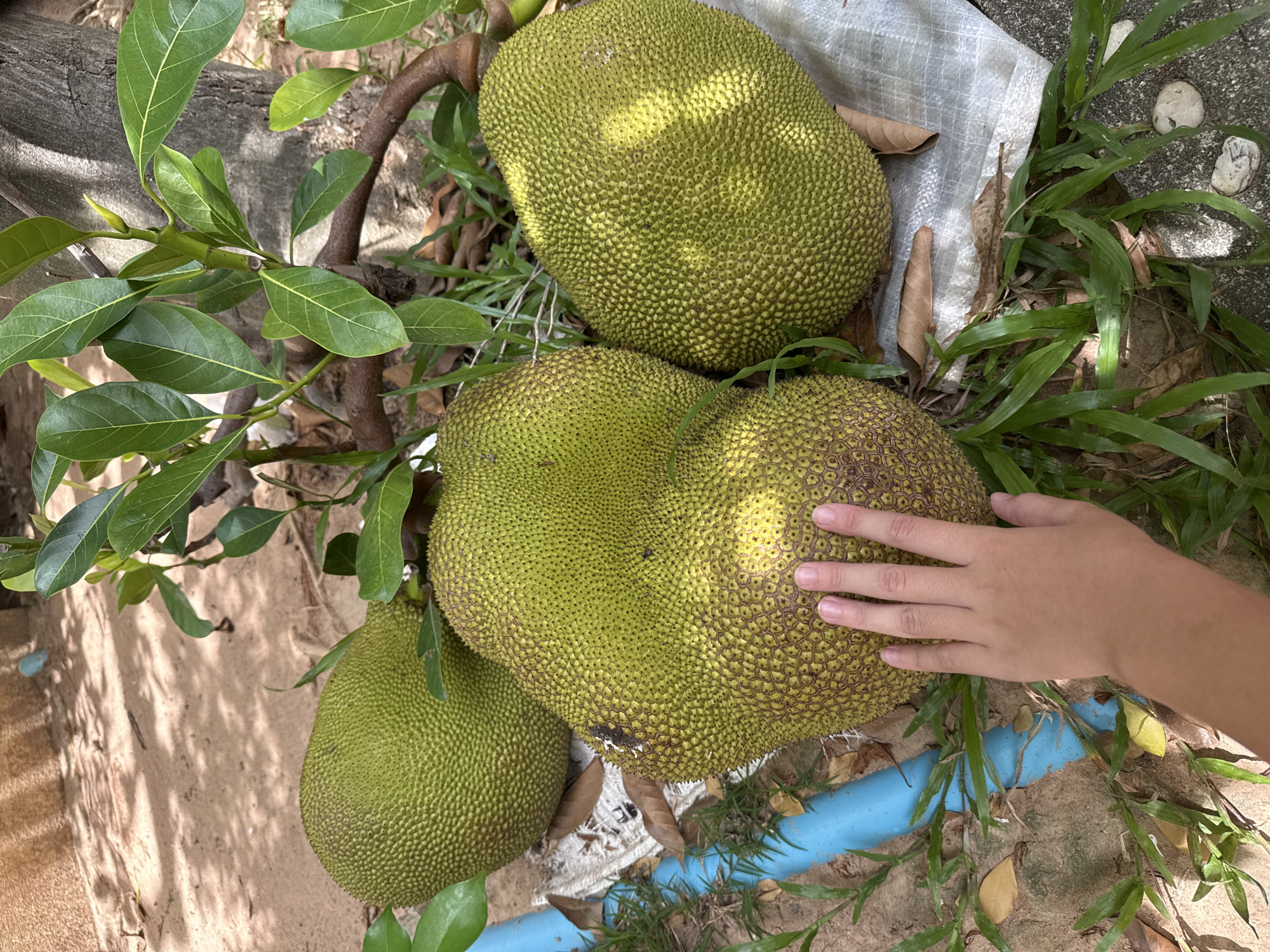 A hand is shown touching a large, green jackfruit that is growing on a tree. The jackfruit has a spiky exterior and is surrounded by leaves and grass. In the background, there are other jackfruits, a blue pipe, and some white fabric. The image appears to be taken outdoors during the day, with sunlight casting shadows on the scene. The hand is that of a person, likely an adult or older child, as indicated by its size and the shape of the fingers. The jackfruits are the main focus of the image, and the hand serves to provide a sense of scale and interaction with the fruit. The overall scene suggests a tropical or subtropical environment where jackfruits are grown. There is no visible text in the image.
