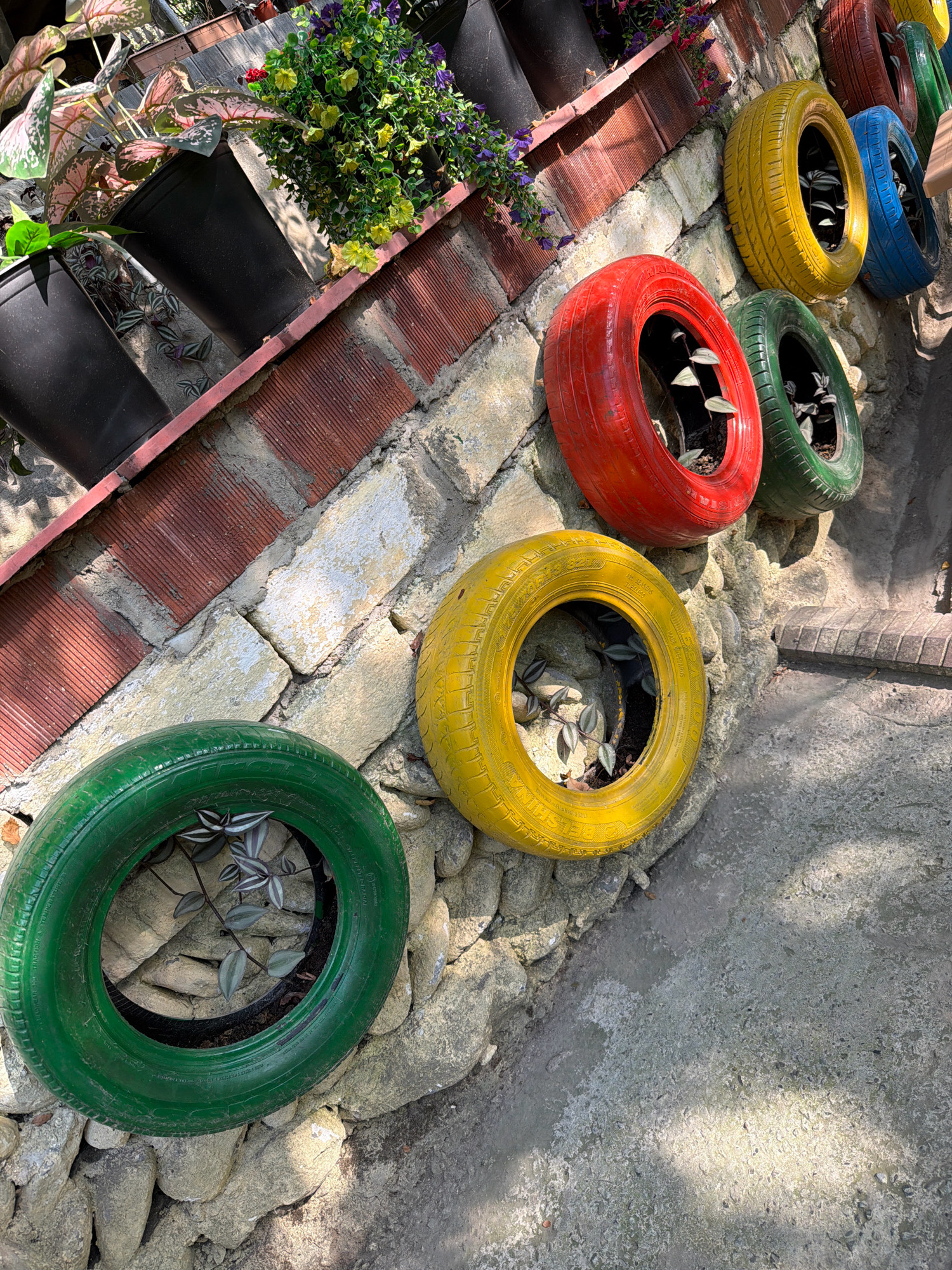 The image depicts an outdoor scene, likely a garden or patio, with a creative use of painted tires as planters. The tires are arranged diagonally along a stone and brick wall, with each tire painted a different bright color: green, red, yellow, blue, and what appears to be a dark-colored tire at the top.
Several tires contain small plants with striped, green and purple leaves, suggesting they are living plants. In the background, there are black pots with larger plants, some with pink and green variegated leaves, and a cluster of small purple and yellow flowers.
The wall itself is constructed from rough, uneven stones and sections of red brick. Sunlight casts shadows across the scene, highlighting the textures of the materials and the painted tires. The ground appears to be a concrete surface, possibly a walkway or patio.
The overall impression is one of a decorative and resourceful garden setup. The specific location in the city of Unknown, Azerbaijan, is not visually evident from the image itself.