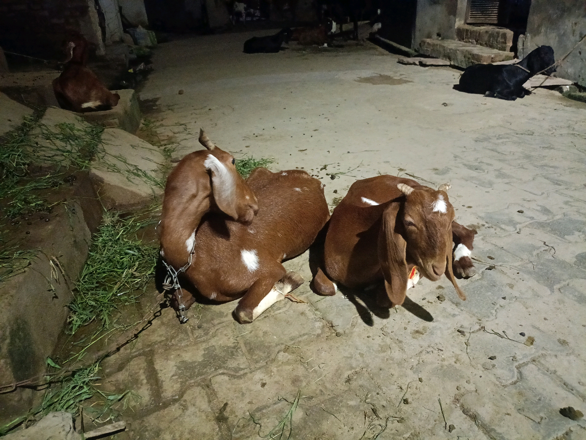 Two brown goats with white markings are lying on a paved surface at night. The goat on the left is facing left, with its head slightly raised. A metal chain is attached to its neck and lies on the ground. The goat on the right is facing forward and appears to be resting its head on the ground. In the background, a black goat is lying down, and further back, another brown goat is visible. The environment appears to be an outdoor area, possibly a courtyard or alley, with some grass and debris scattered on the ground. The lighting suggests artificial illumination from a nearby source. The scene is likely located in Mainpuri, India, given the context provided.