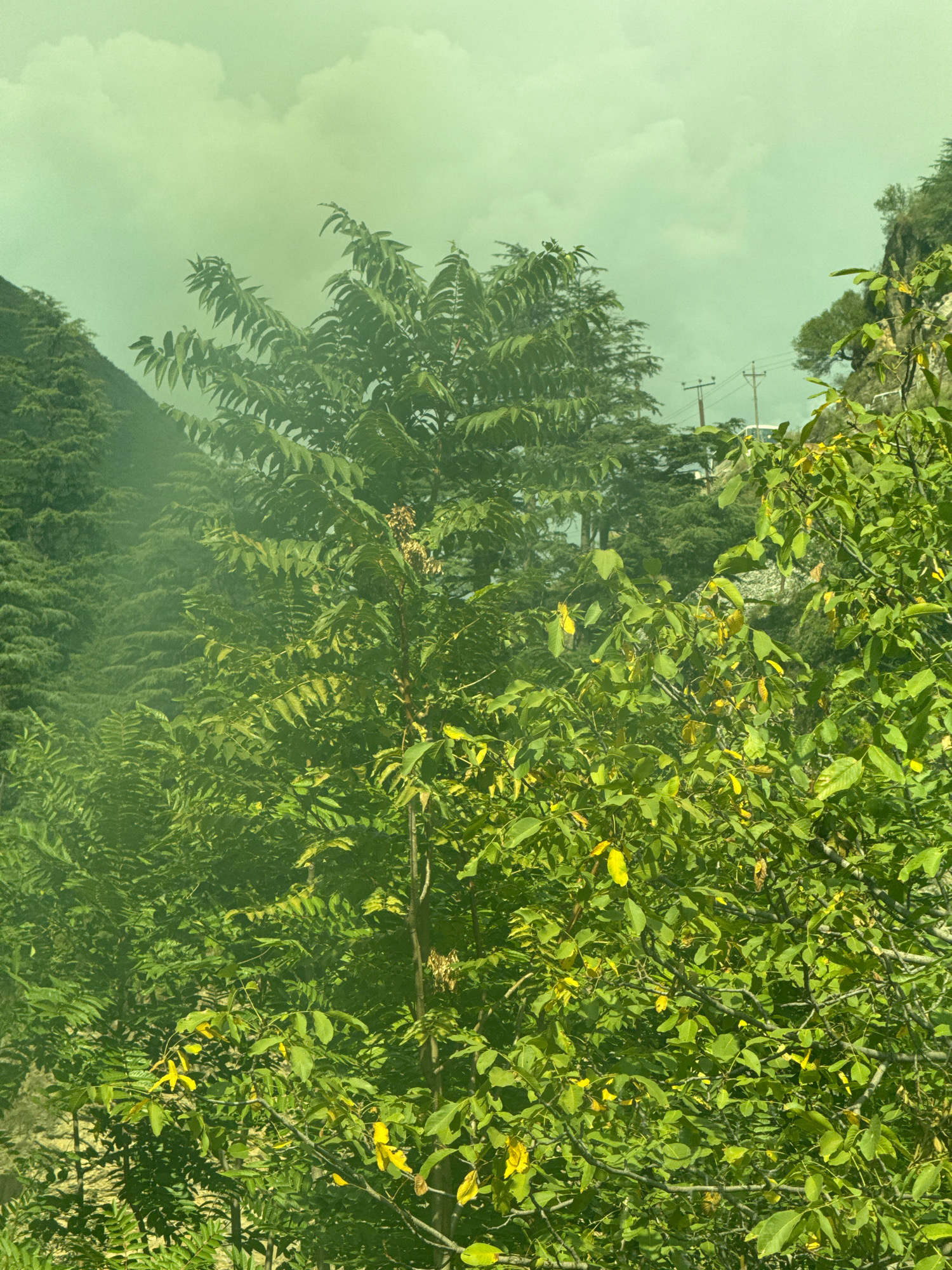 The image depicts a natural outdoor scene with lush green foliage. In the background, a steep, tree-covered hillside is visible on the left, sloping upwards. On the right side of the frame, a rocky outcrop with trees is present. Several trees with green and some yellowing leaves dominate the foreground. The sky above is a hazy, light green with clouds. Electrical poles and wires are visible in the middle ground, indicating the presence of human infrastructure within the natural environment. There are no people or animals visible in the image. The overall impression is of a verdant, possibly mountainous or hilly landscape with a slight haze or atmospheric distortion.