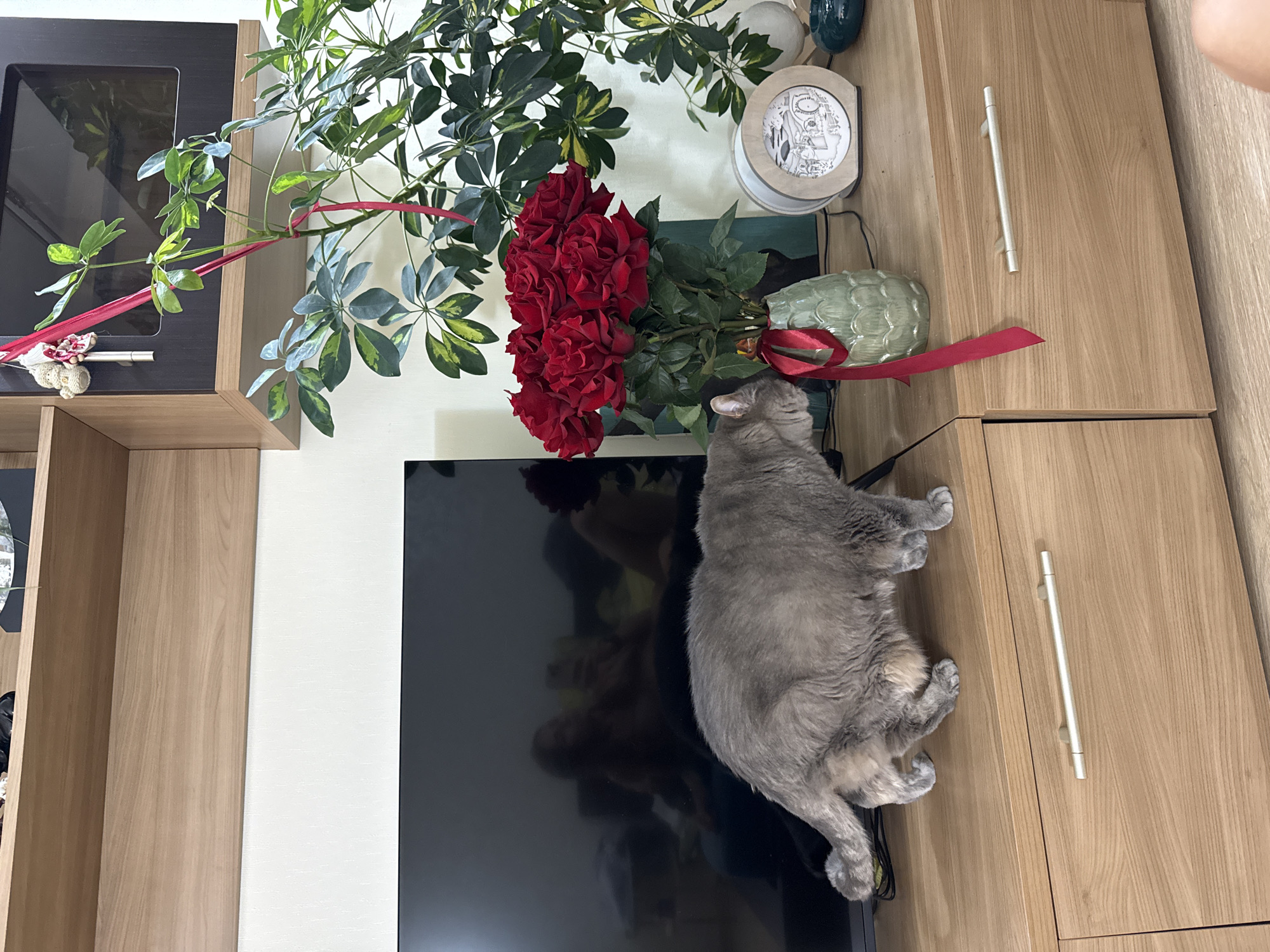 A medium shot captures a fluffy gray cat sniffing a bouquet of red roses on a wooden cabinet. The cat is positioned on the left of the frame, facing right, with its tail curled. The roses are in a green textured vase, tied with a red ribbon, and are placed in the center of the cabinet. To the right of the roses, a circular wooden lamp with an intricate scene carved into it is visible, along with a dark blue decorative object. Behind the cabinet, a large black television screen reflects blurred figures of people. The background consists of a light-colored wall and a wooden shelf unit. A potted plant with green and yellow leaves is situated to the right of the roses, with a red ribbon tied around its stem. The scene is indoors, likely in a living room.