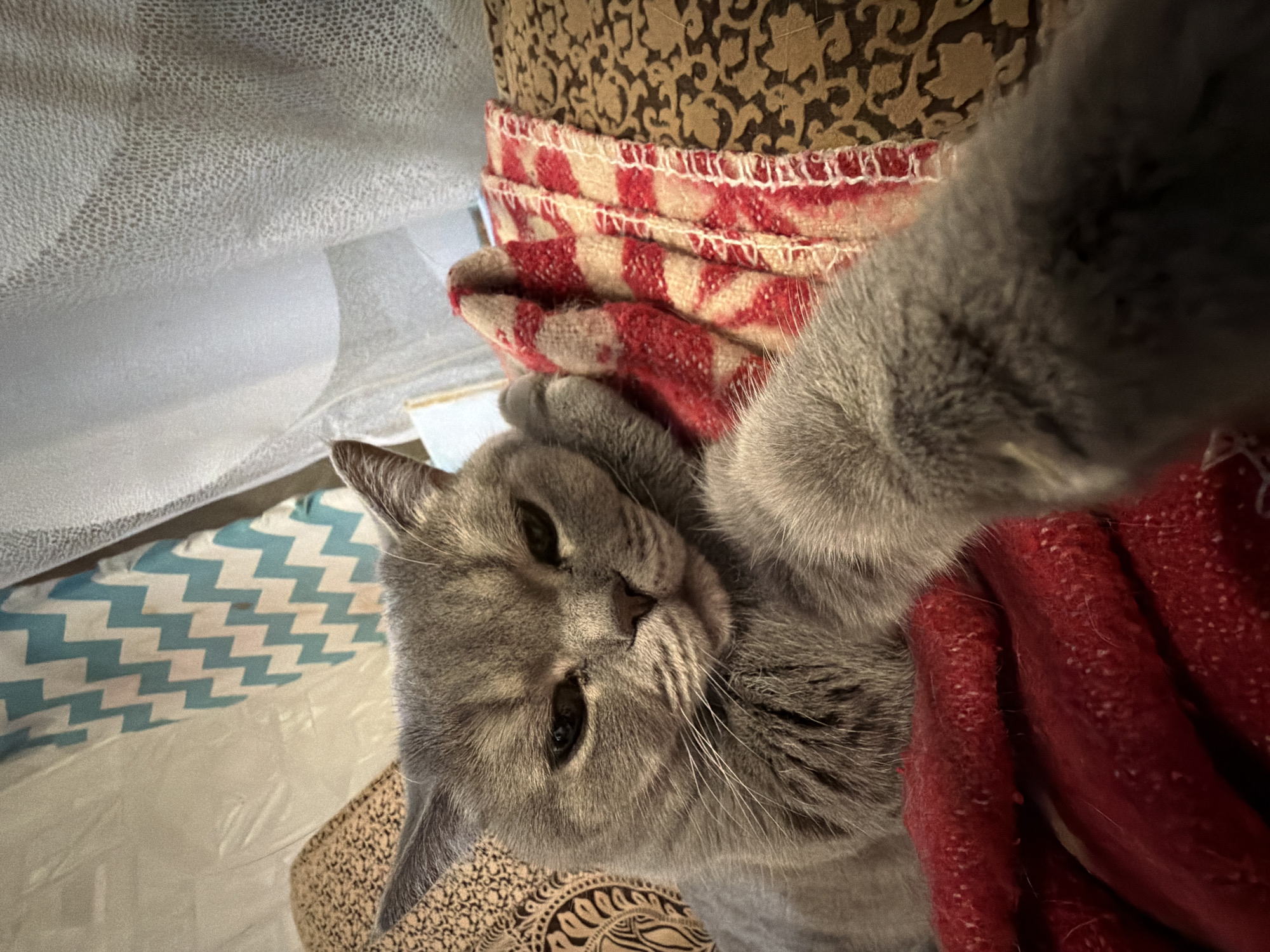 A gray British Shorthair cat is seen in a close-up, intimate portrait. The cat is resting amongst a collection of patterned textiles including red and beige striped material, paisley print material, and brown patterned material. The background is somewhat blurred, showing additional patterns and colors including white material with a chevron pattern. The image appears to have been taken from a low angle, placing the cat in a dominant position within the frame. There is no verifiable information about the location being Perm, Russia in the image.