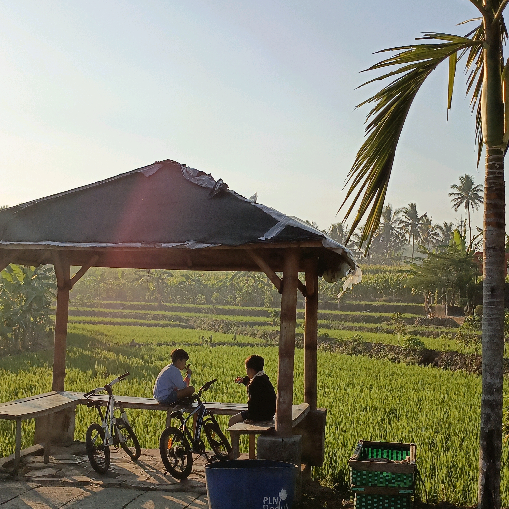 Two young boys are sitting on a wooden bench under a simple open-air pavilion. The pavilion has a dark, weathered roof and wooden support posts. In front of the bench are two bicycles, one white and one black. The boy on the left is wearing a light blue long-sleeved shirt and dark shorts. He is holding something small to his mouth. The boy on the right is wearing a dark long-sleeved shirt and shorts. He is also holding something small to his mouth and looking towards the boy on the left.
Behind the pavilion, a lush green rice paddy stretches into the distance, with terraced fields indicative of agriculture. Palm trees and other tropical foliage are visible, suggesting a warm climate. The sky is a clear, pale blue, with the sun low on the horizon, casting long shadows and a warm glow on the scene. The overall impression is one of a peaceful rural setting, likely on the outskirts of Salatiga, Indonesia, possibly near the local agricultural lands. A blue plastic bin with white lettering is visible in the foreground to the right, partially obscuring a green woven basket.