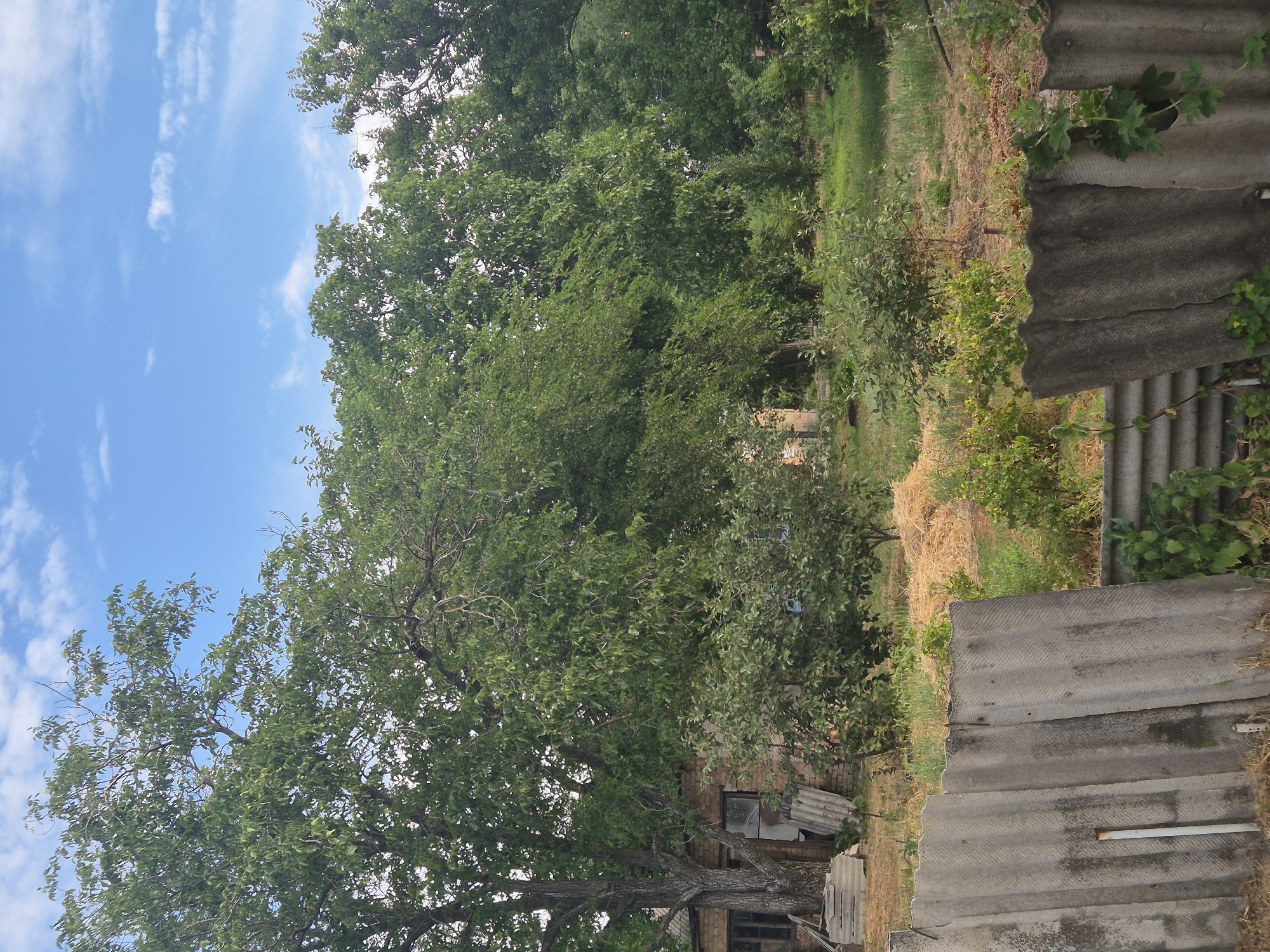 The image depicts an outdoor scene with a focus on a large tree and some partially visible structures. The sky is blue with scattered white clouds, suggesting it is daytime and the weather is fair.
The dominant subject is a mature, leafy tree with a thick trunk and sprawling branches that fill a significant portion of the frame. Behind the tree, there are more trees and dense foliage, creating a lush, green backdrop. In the lower right portion of the image, there are several sheets of corrugated roofing material, appearing weathered and possibly part of a makeshift structure or an old outbuilding. A brick structure, possibly a house or shed, is visible behind the tree, with a broken window and a doorframe. There are also piles of dry, yellowish material, resembling hay or straw, scattered on the ground.
The scene appears to be in a rural or semi-rural setting, likely a backyard or a garden area. The presence of the old roofing material and the somewhat unkempt vegetation suggests a place that might be a bit neglected or a working farmstead.
No people are visible in the image, and there is no text present. The overall impression is one of a quiet, natural environment with signs of human presence through the structures and materials. The time of day is clearly daytime due to the bright sky. The location context provided is Sozonivka, Ukraine, which aligns with the rural aesthetic.