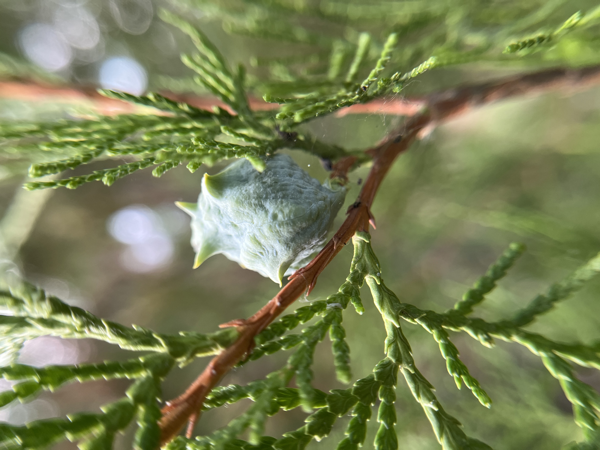A close-up, shallow depth of field photograph shows a light blue-green, somewhat spherical cone with pointed projections on its surface. The cone is situated on a reddish-brown branch of a coniferous tree, surrounded by delicate, feathery green foliage. The background is blurred, with soft bokeh highlights suggesting a natural, outdoor setting, possibly in or around Mailuu-Suu City, Kyrgyzstan. The focus is sharp on the cone and a portion of the branch and needles.
