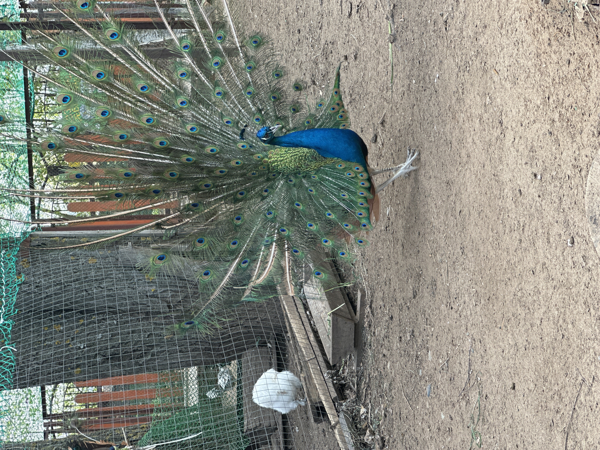 A peacock with its tail feathers fanned out is positioned next to a wire fence. A white bird is visible behind the fence. The ground is dirt.