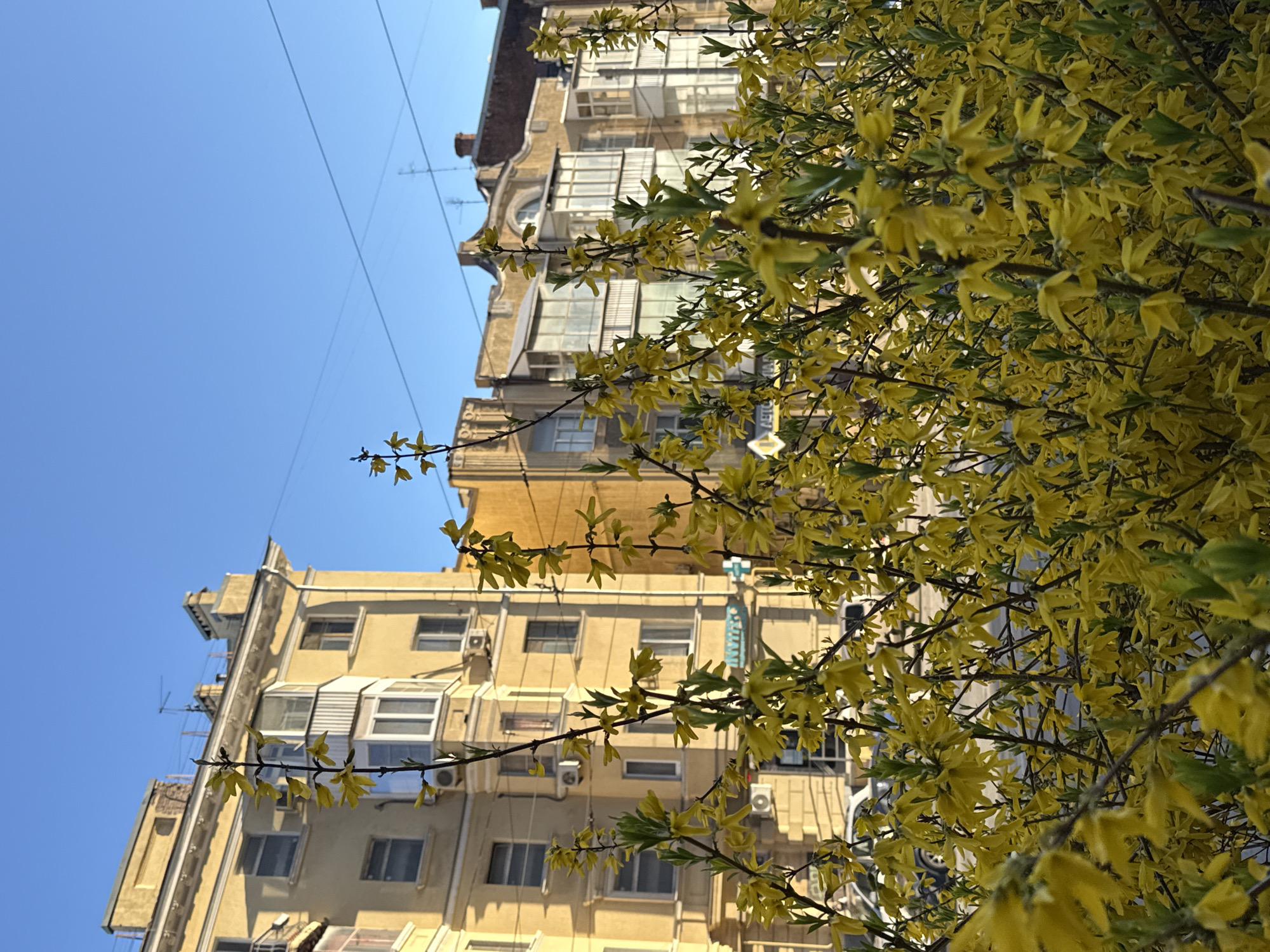 The image depicts a building with yellow flowering trees in the foreground, taken from a low angle. The building is multi-story and appears to be located in an urban area, potentially the city of Ovoshchnoy, Russia. The building's facade is visible, including windows, balconies, and air conditioning units. Electrical wires cross the sky. The sky is clear and blue.