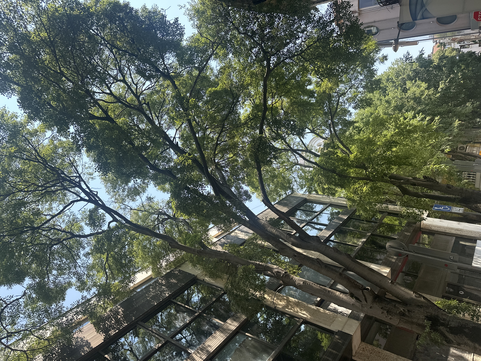 The image shows a low-angle view looking up through the branches of a leafy tree towards a building. The tree is lush and green, with its branches reaching out and obscuring parts of the sky. The building appears to be modern, with large, reflective windows that mirror the greenery and the sky. Some of the windows have a dark, tiled frame.
In the background, more trees and parts of other buildings are visible. The sky is clear and bright blue, suggesting it is daytime. The sunlight filters through the leaves, creating dappled shadows on the building's facade and on the branches.
There are no people visible in the image. The scene appears to be an urban setting, possibly a street lined with trees and modern architecture. The overall mood is serene and natural, with the urban environment integrated with the greenery of the tree.
A blue sign with a white symbol of a person in a wheelchair is visible on the building, indicating accessibility. There's also a red and white stop sign visible in the upper right corner of the image. The time of day is likely daytime, given the bright sunlight. The weather appears to be clear and sunny.