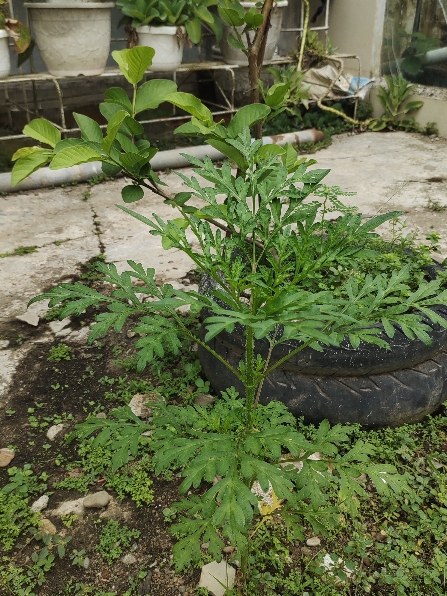 In Rayeukmatangkuli, Indonesia, a close-up outdoor shot captures a small green plant with deeply lobed leaves. The plant is positioned in the foreground, with its stem growing upwards. Behind it, two stacked tires serve as a planter, filled with more greenery. Further in the background, concrete paving stones and a white metal shelf holding potted plants suggest an urban or semi-urban garden setting. The overall scene is naturalistic, with the plant being the central subject, set against a backdrop of everyday outdoor elements.