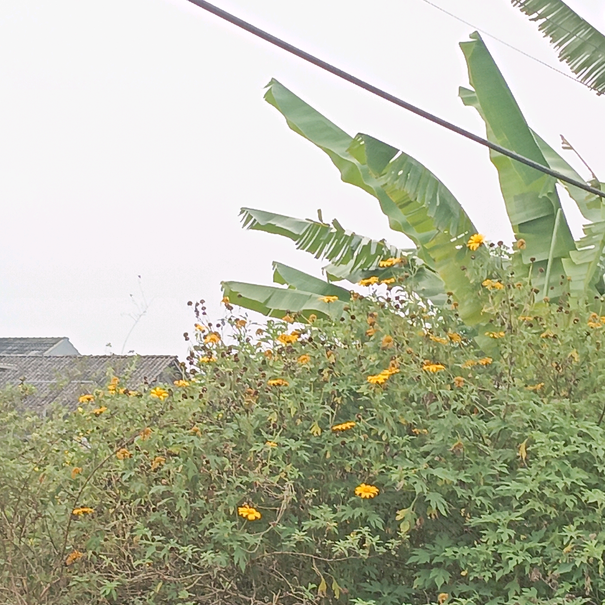 The image depicts a cluster of bright yellow flowers, possibly marigolds, blooming amidst lush green foliage. In the background, a portion of a tiled roof structure is visible, suggesting a residential area. Towering green banana leaves fan out from the right side of the frame, reaching towards a pale, overcast sky. A dark power line bisects the upper portion of the image. The scene appears to be an outdoor setting in Salatiga, Indonesia, characterized by the presence of tropical vegetation and common residential architecture.