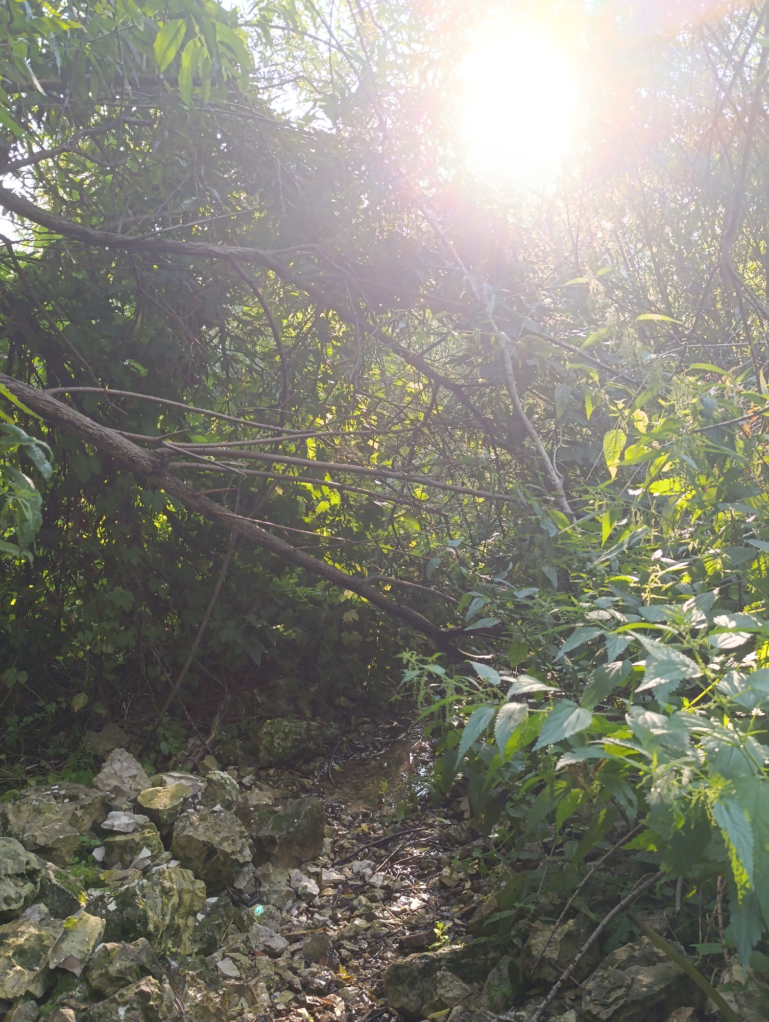 The image depicts a dense, overgrown wooded area with a narrow, rocky path leading into the foliage. Sunlight filters intensely through the canopy, creating bright lens flares and dappled light on the leaves and ground. The path is covered with a mix of small stones, gravel, and some larger, moss-covered rocks, suggesting it is a natural or infrequently maintained trail. Overhanging branches and thick green vegetation, including what appears to be nettles, dominate the scene, obscuring the depth of the woods. The environment is natural and appears somewhat wild, possibly indicating a park or undeveloped area within an urban setting. There are no people or animals visible in the image. The time of day appears to be late morning or early afternoon, given the strong sunlight.