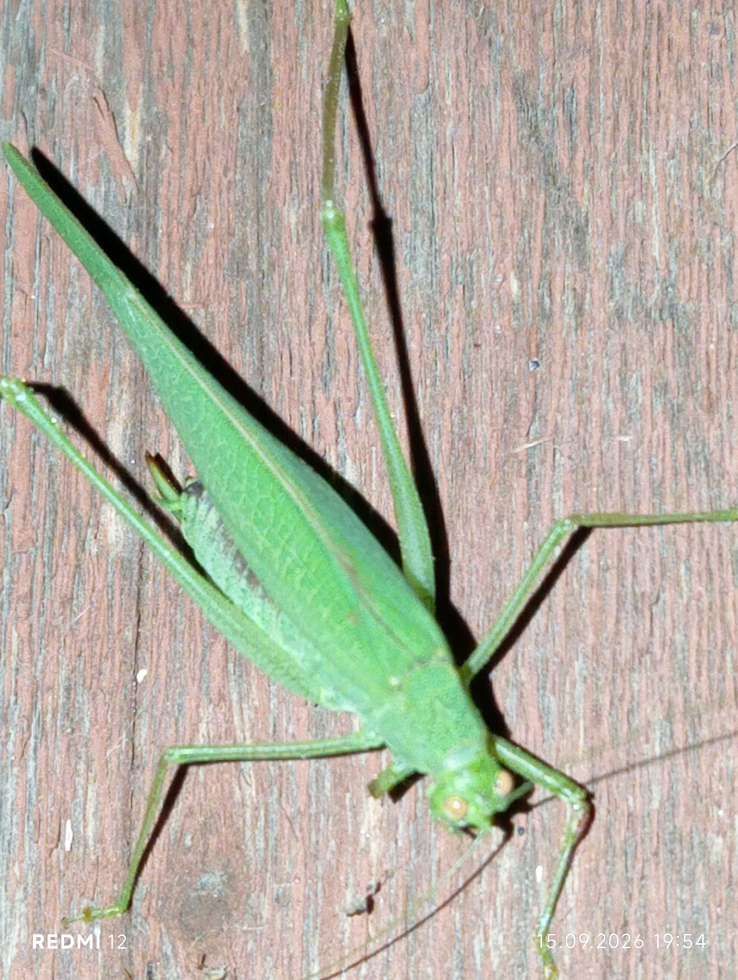 A close-up, high-angle shot captures a bright green katydid resting on a weathered, reddish-brown wooden surface. The katydid, positioned diagonally across the frame, is facing towards the bottom right corner. Its long, slender body is prominent, with its wings folded along its back. The katydid's legs are visible, with two front legs extended forward, one middle leg angled back, and the hind legs spread wide. The texture of the wood grain is clearly discernible, showing vertical lines and areas of wear. The lighting casts shadows from the katydid's legs and body onto the wood. The bottom left corner of the image displays the text "REDMI 12" and the bottom right corner shows a timestamp "15.09.2026 19:54". The image does not contain any identifiable landmarks or elements that would indicate its specific location within the city of Smila, Ukraine.