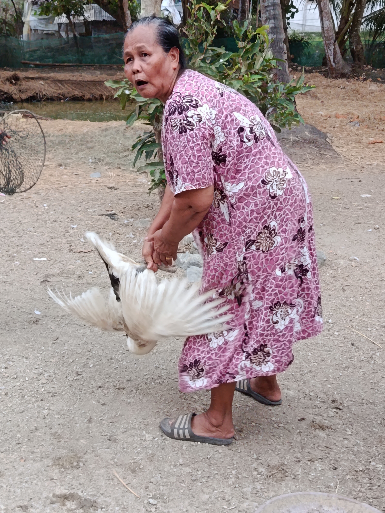 An elderly Indonesian woman, likely in Desa Bringkeng, Indonesia, is shown holding a white duck by its legs. She is wearing a pink floral dress and dark gray and white striped sandals. Her mouth is open as if speaking or reacting. The duck's wings are spread open, and its head is hanging down. The ground is covered with dirt and small stones. In the background, there is a body of water, some dry vegetation, and palm trees. To the left, a round fishing net is visible.