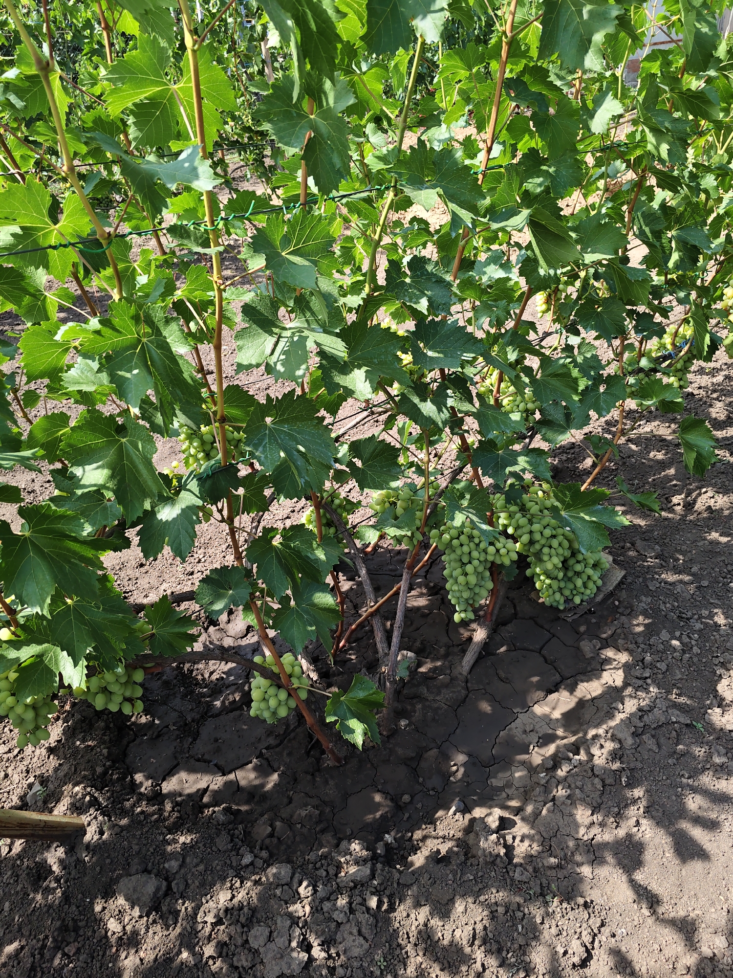 In Nizhnedonskoy, Russia, a close-up view of a grapevine shows several clusters of green grapes. The vines are supported by thin stakes and wire, and the soil appears dry and cracked. Lush green leaves surround the developing fruit. The scene is illuminated by natural sunlight, casting shadows from the leaves onto the ground.